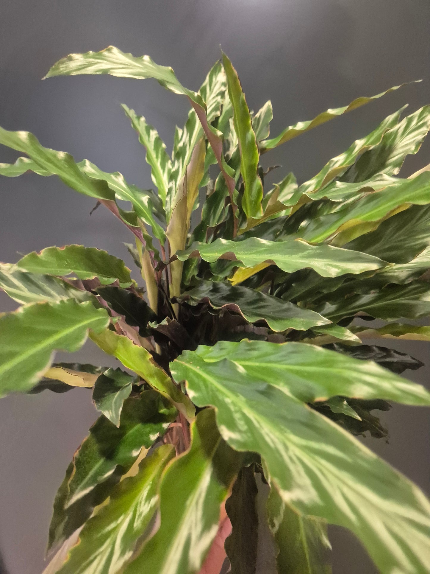 Calathea Rufibarba - Prayer Plant - 14cm | Houseplant