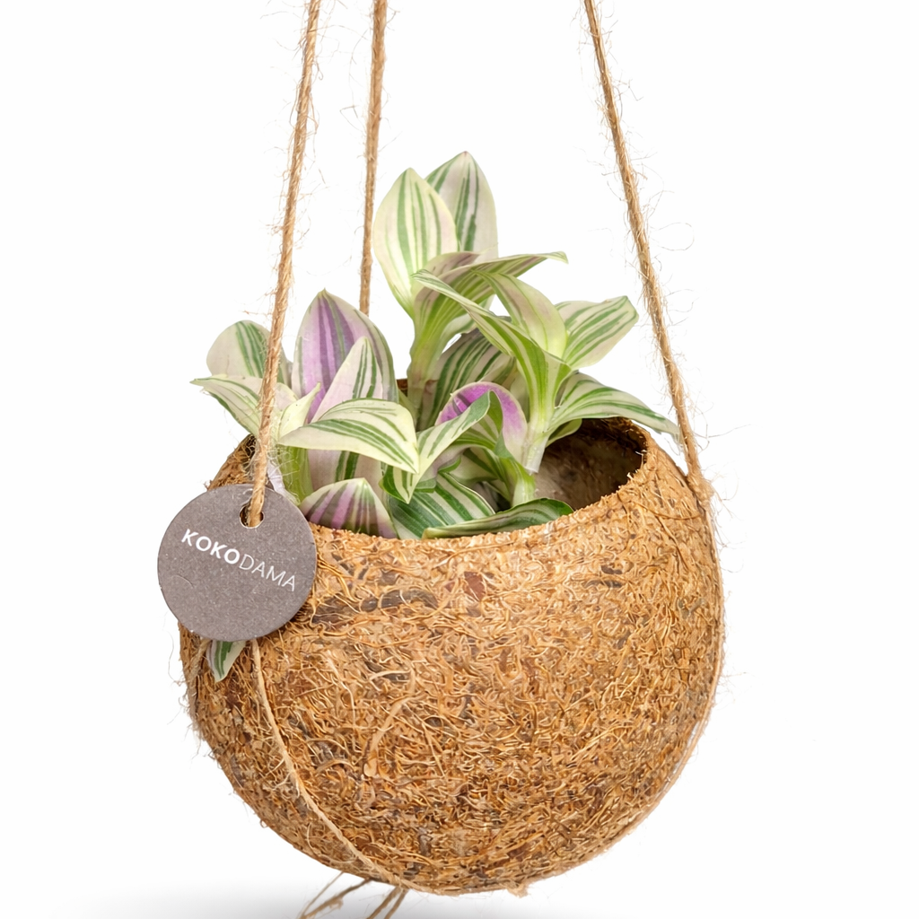 Hanging coconut shell planter with a plant and a 'KOKODAMA' tag on a white background