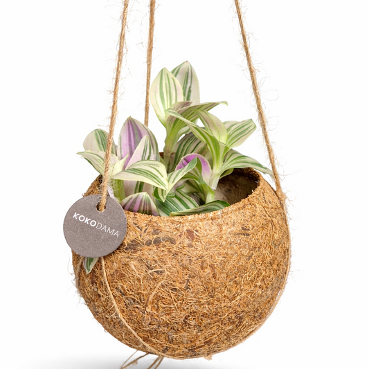 Hanging coconut shell planter with a plant and a 'KOKODAMA' tag on a white background