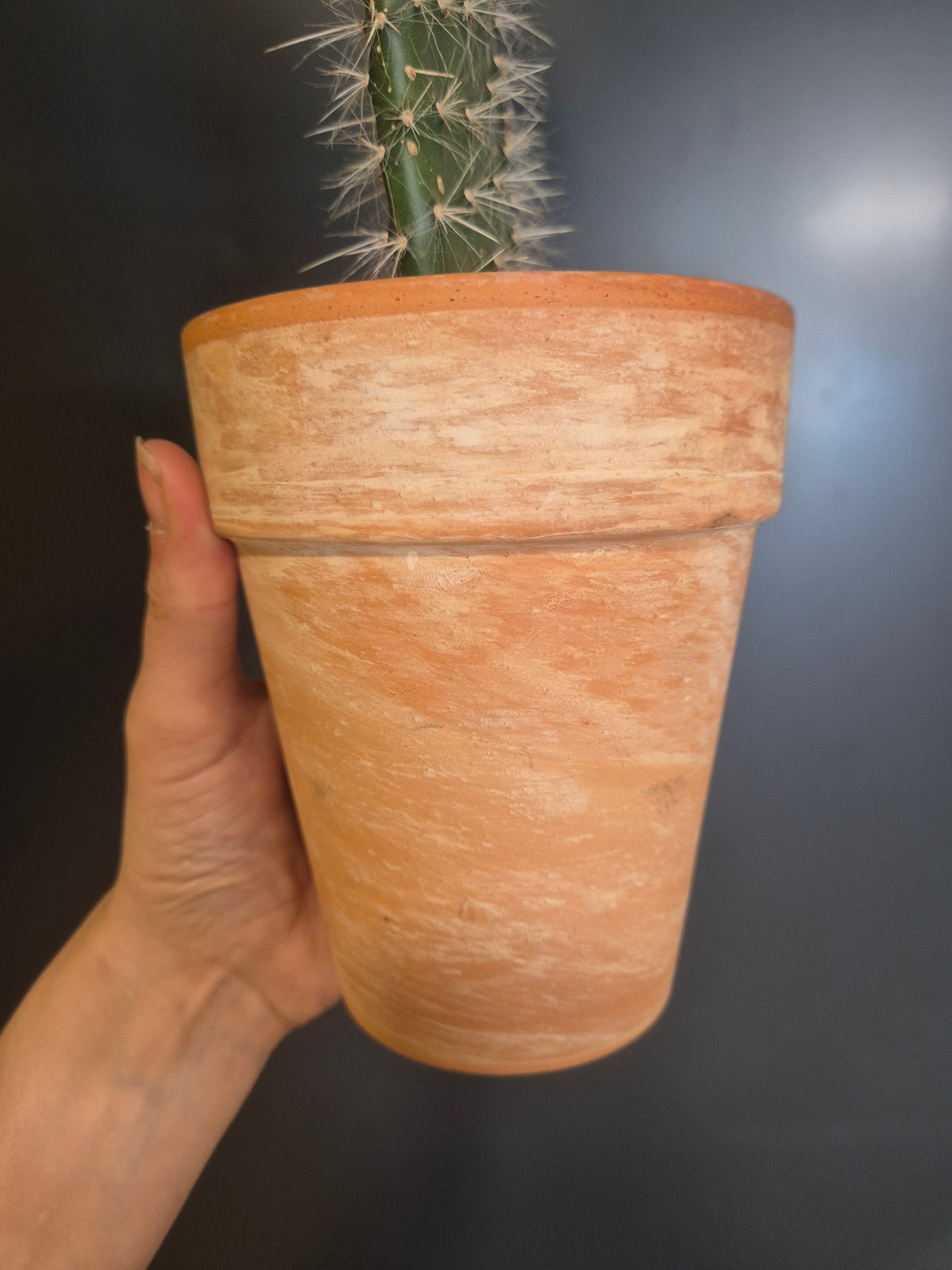 Bunny Ears Cactus - Opuntia - 10.5cm | Houseplant
