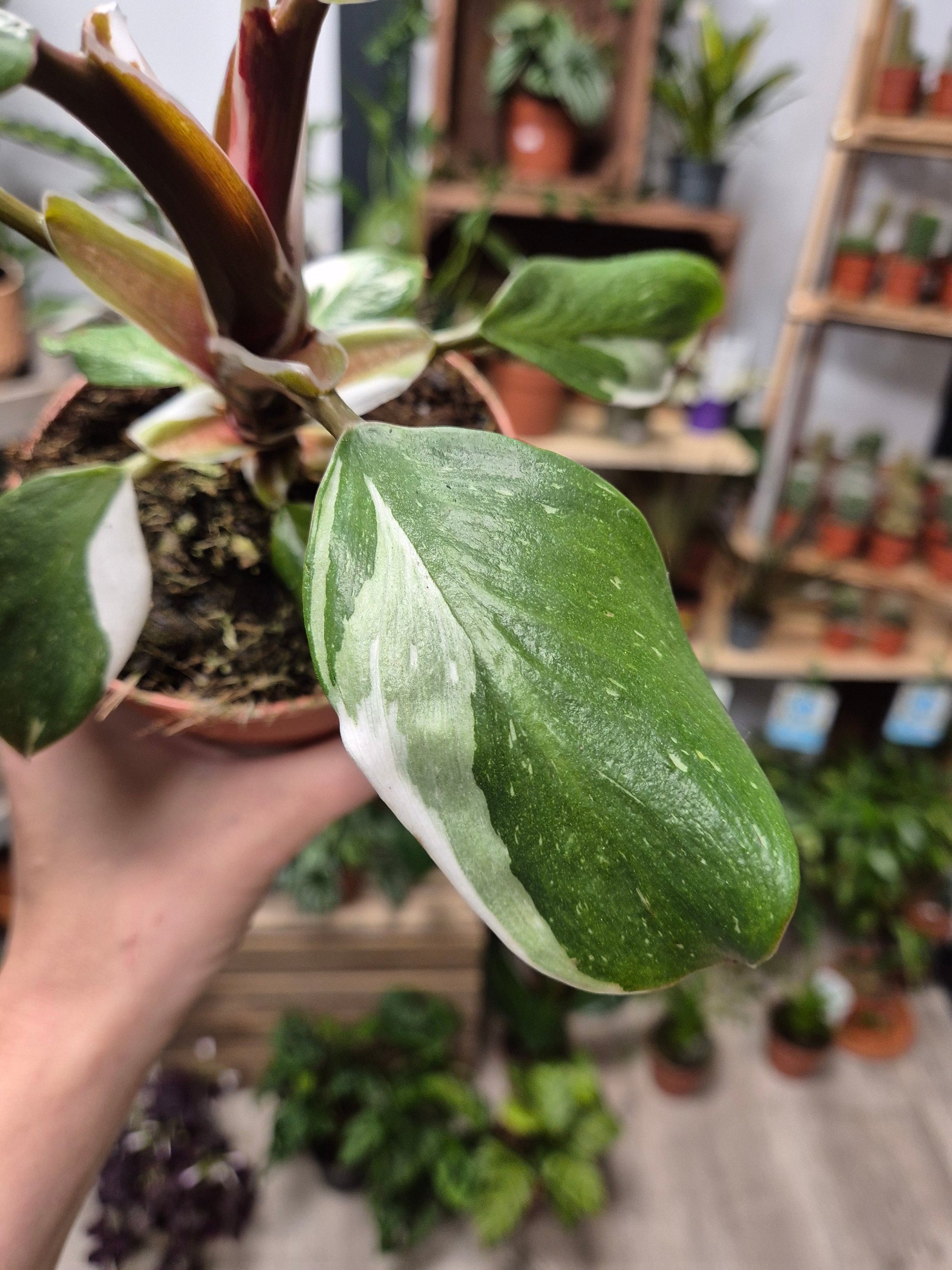 Philodendron White Knight | Houseplant Plant Paradise By Gemma