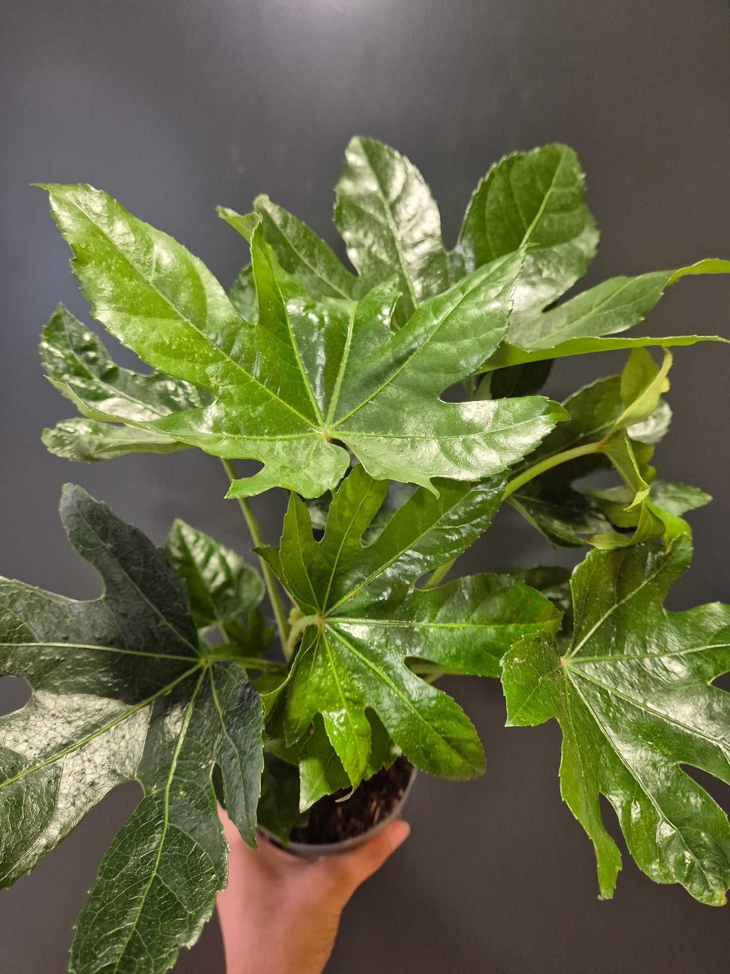 Fatsia Japonica | Houseplant