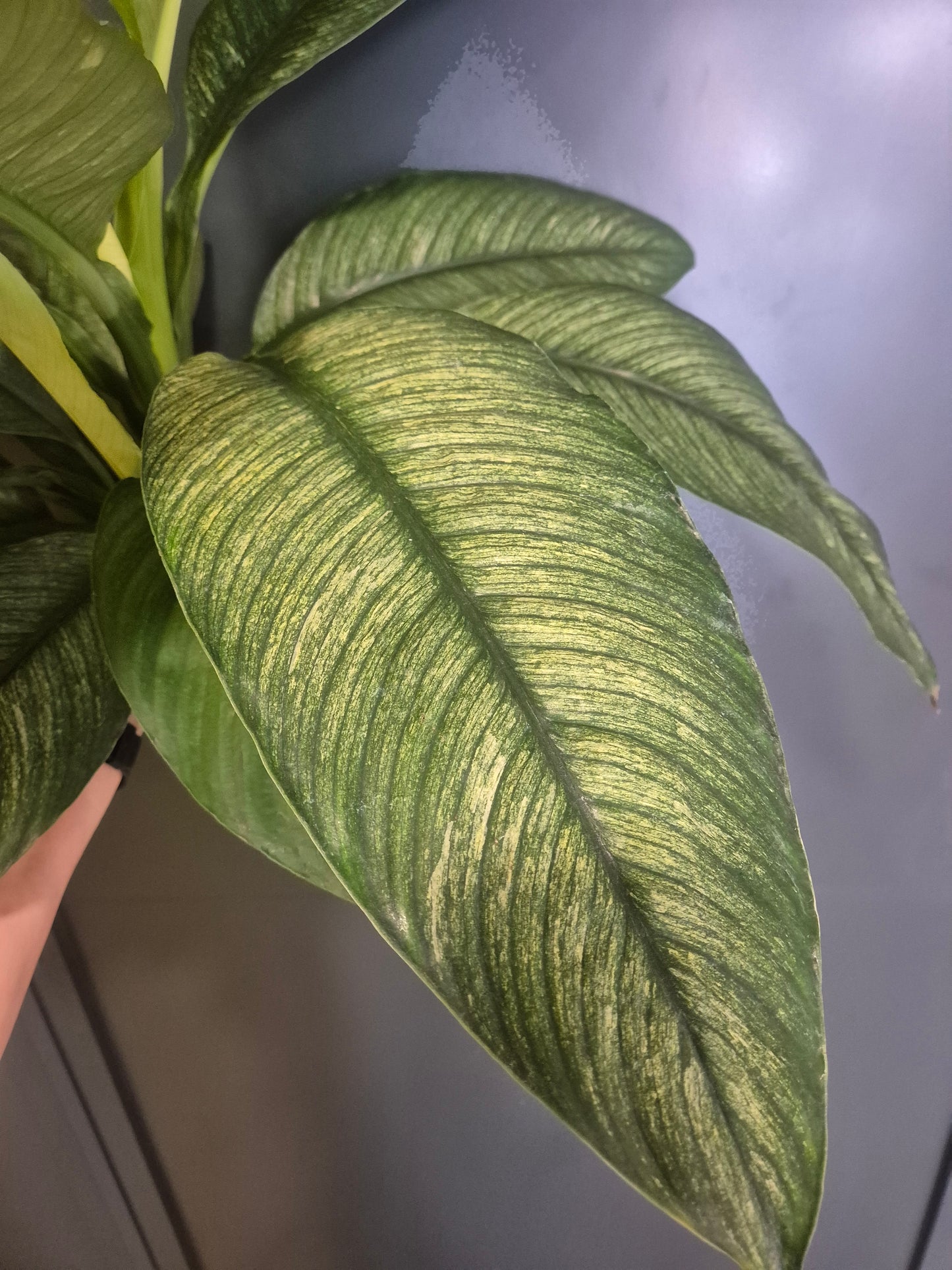 Peace Lily - Spathiphyllum Sensation - 17cm | Houseplant