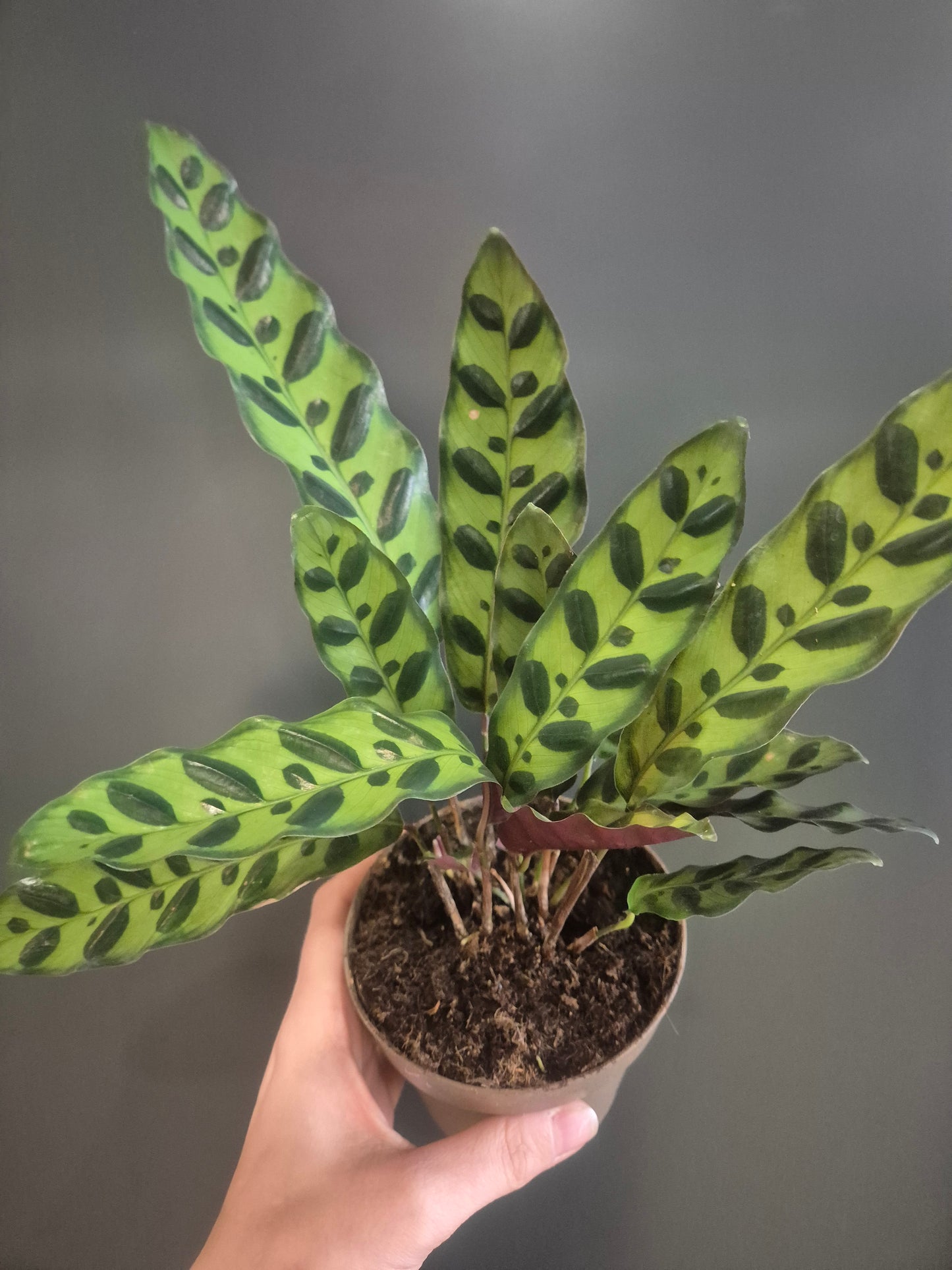 Calathea Lancifolia - Rattlesnake | 11cm pot | Houseplant