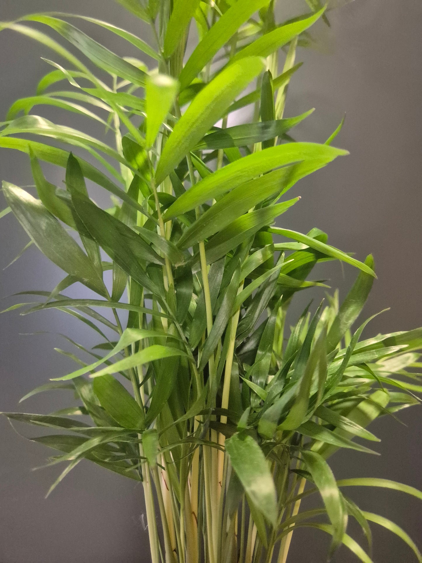 Parlour Palm - Chamaedorea Elegans - 9cm | Houseplant