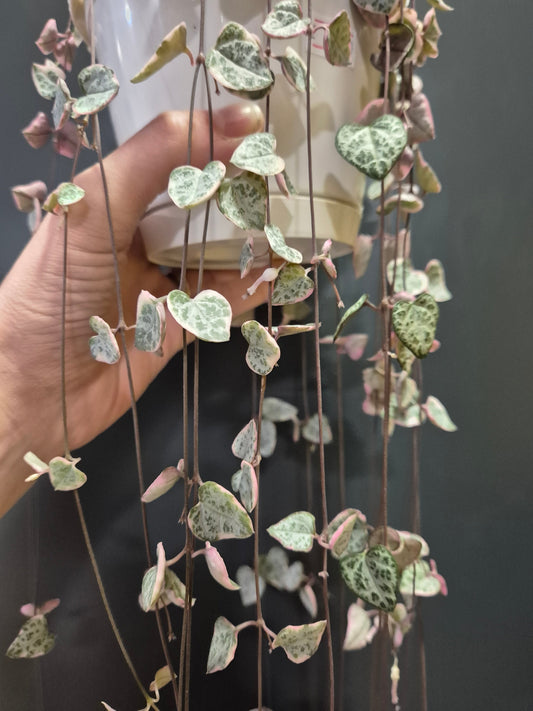 Ceropegia Woodii Variegata | String of Hearts | Houseplant Plant Paradise By Gemma