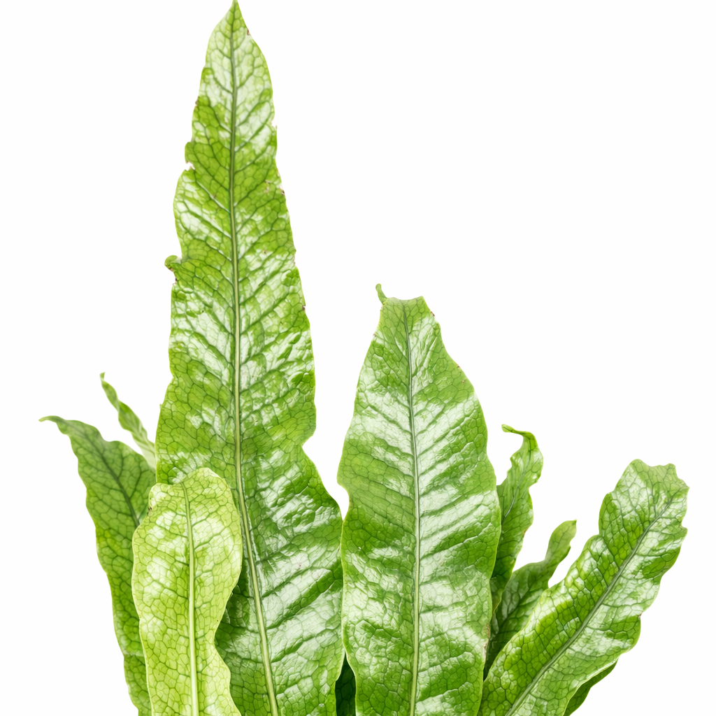 Green potted plant on a white background