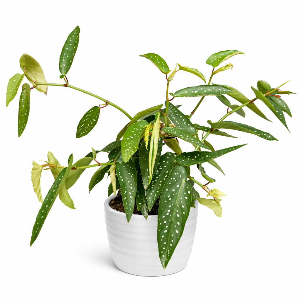 Begonia Tamaya - 14cm | Houseplant