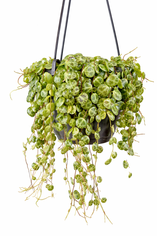 Peperomia Prostrata - String Of Turtles - 14cm | Houseplant