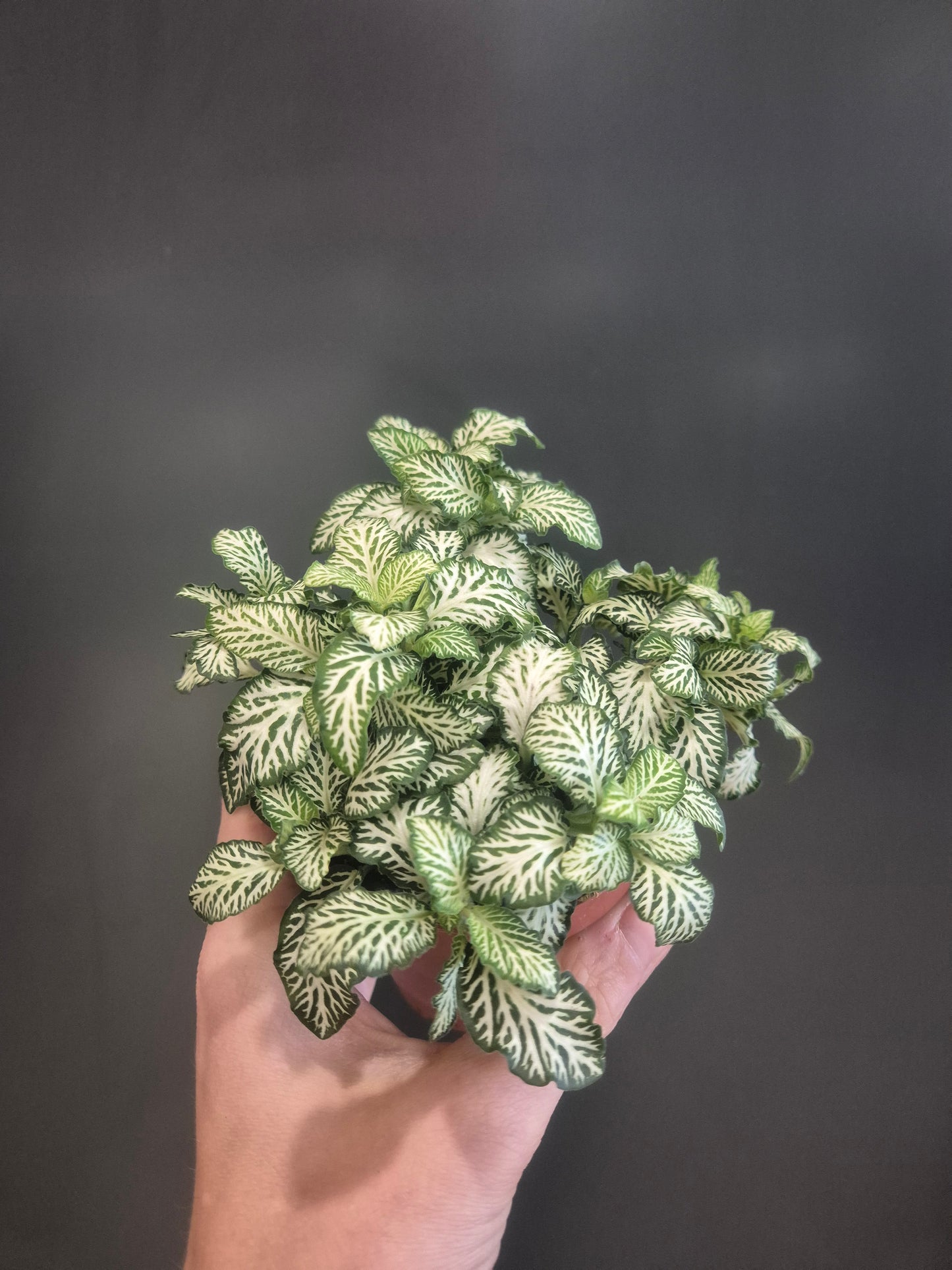 Fittonia - Nerve Plant - 10cm | Houseplant