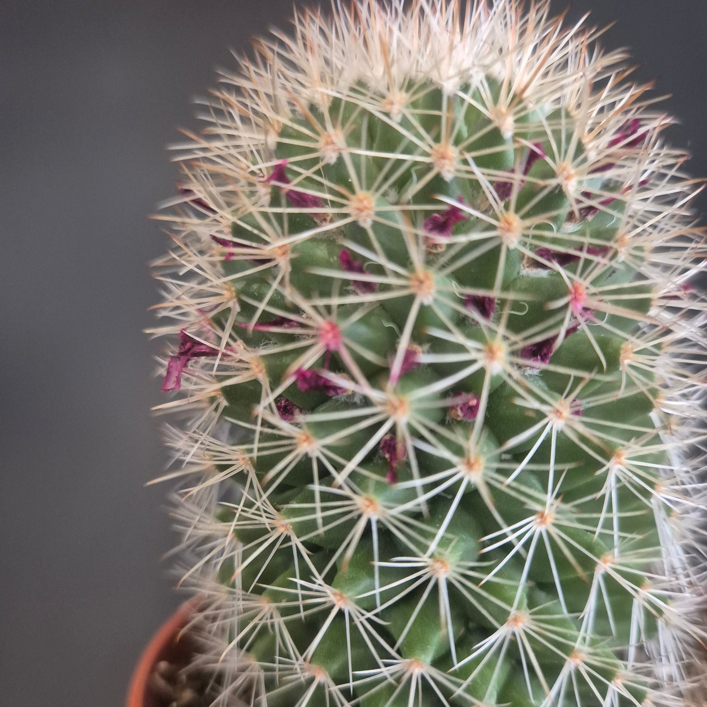 Mammillaria ernestii - Pincushion Cactus - 8.5cm | Houseplant