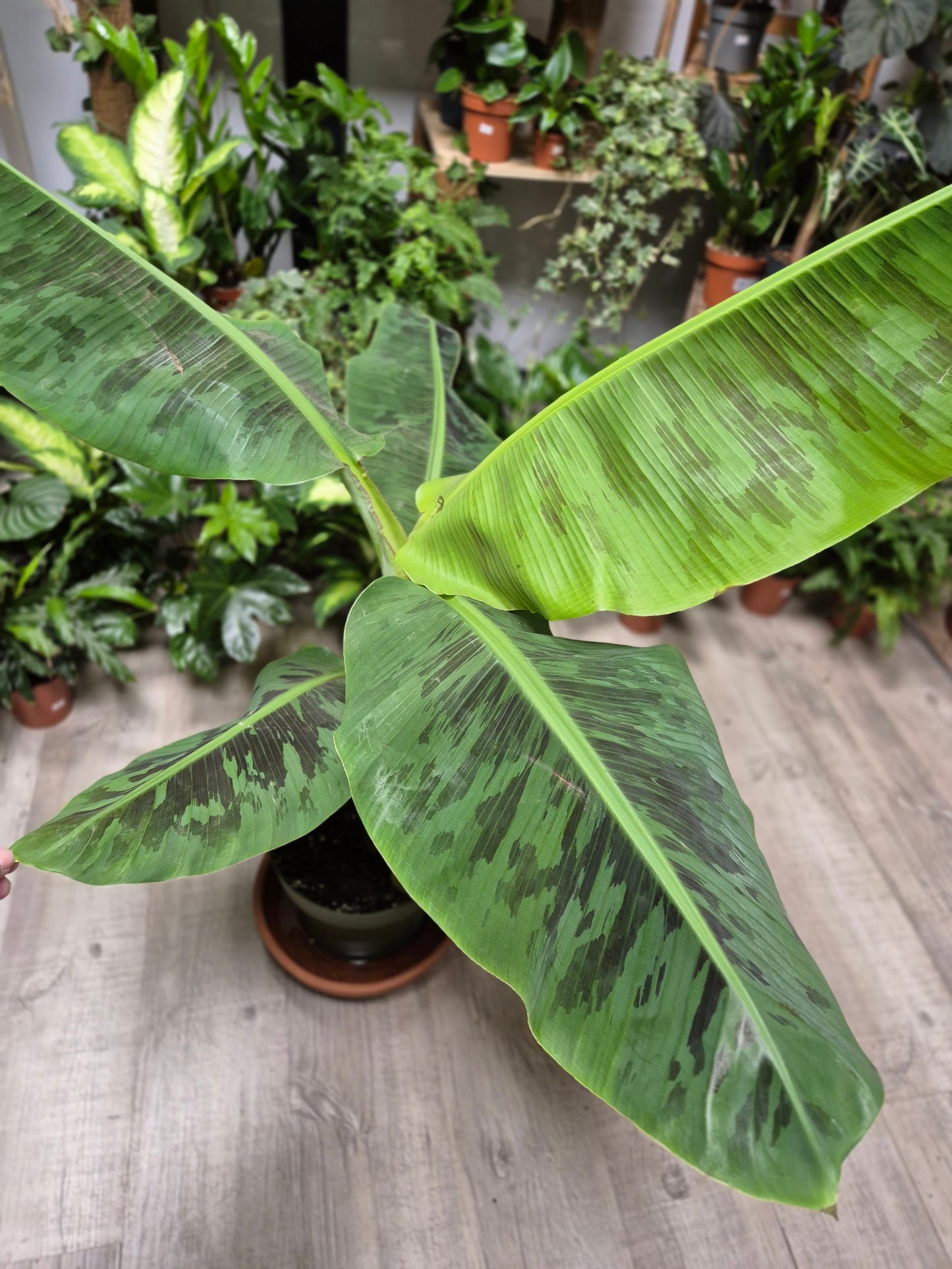 Musa Dwarf Cavendish - Banana Plant | Houseplant
