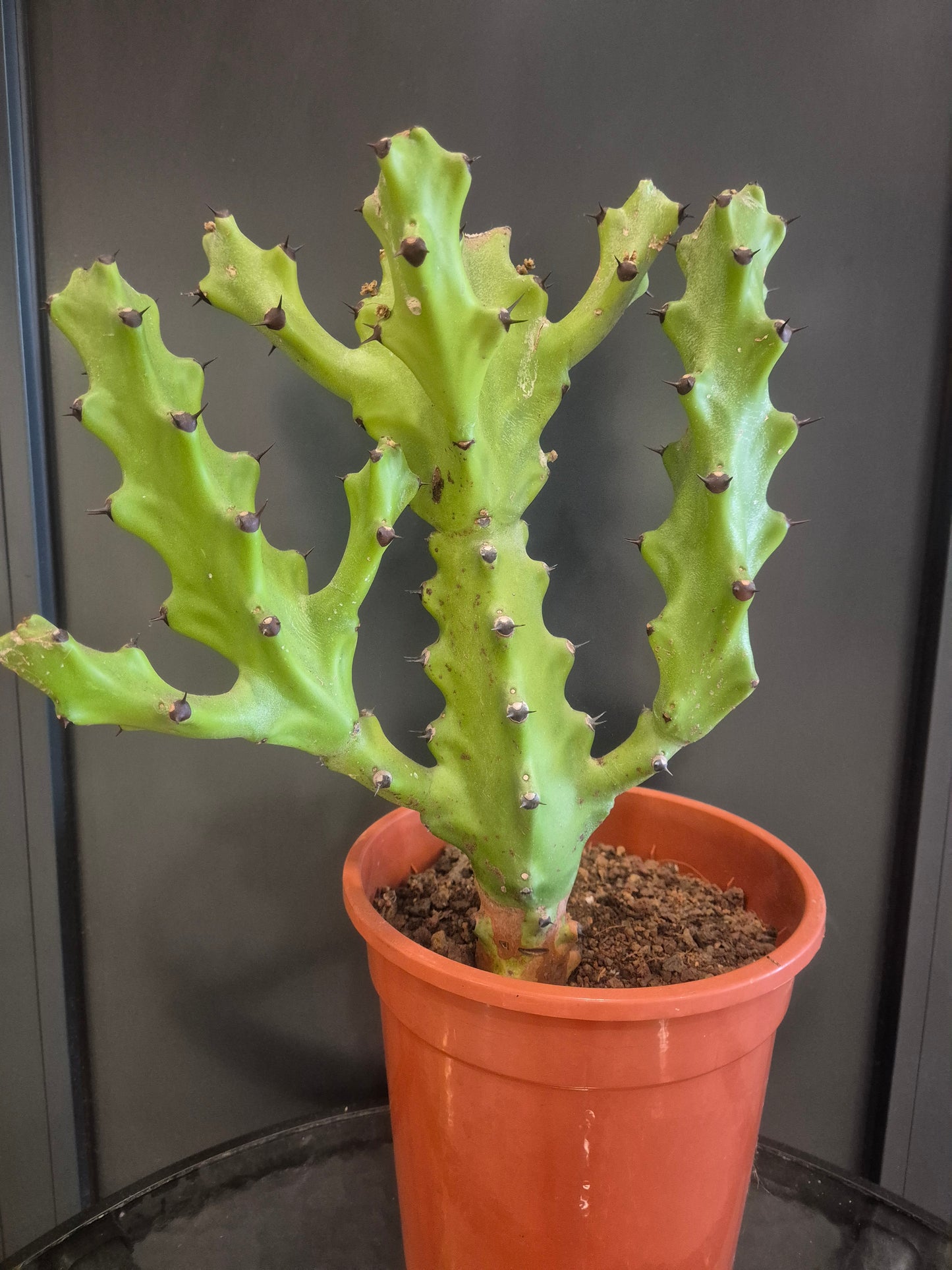 Euphorbia - 21cm | Houseplant