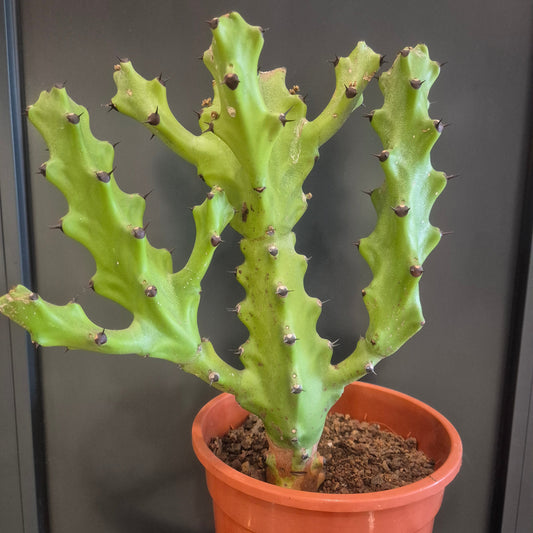 A green succulent cactus plant with thorny branches, potted in a terracotta-colored plastic nursery pot filled with soil, set against a dark gray background.