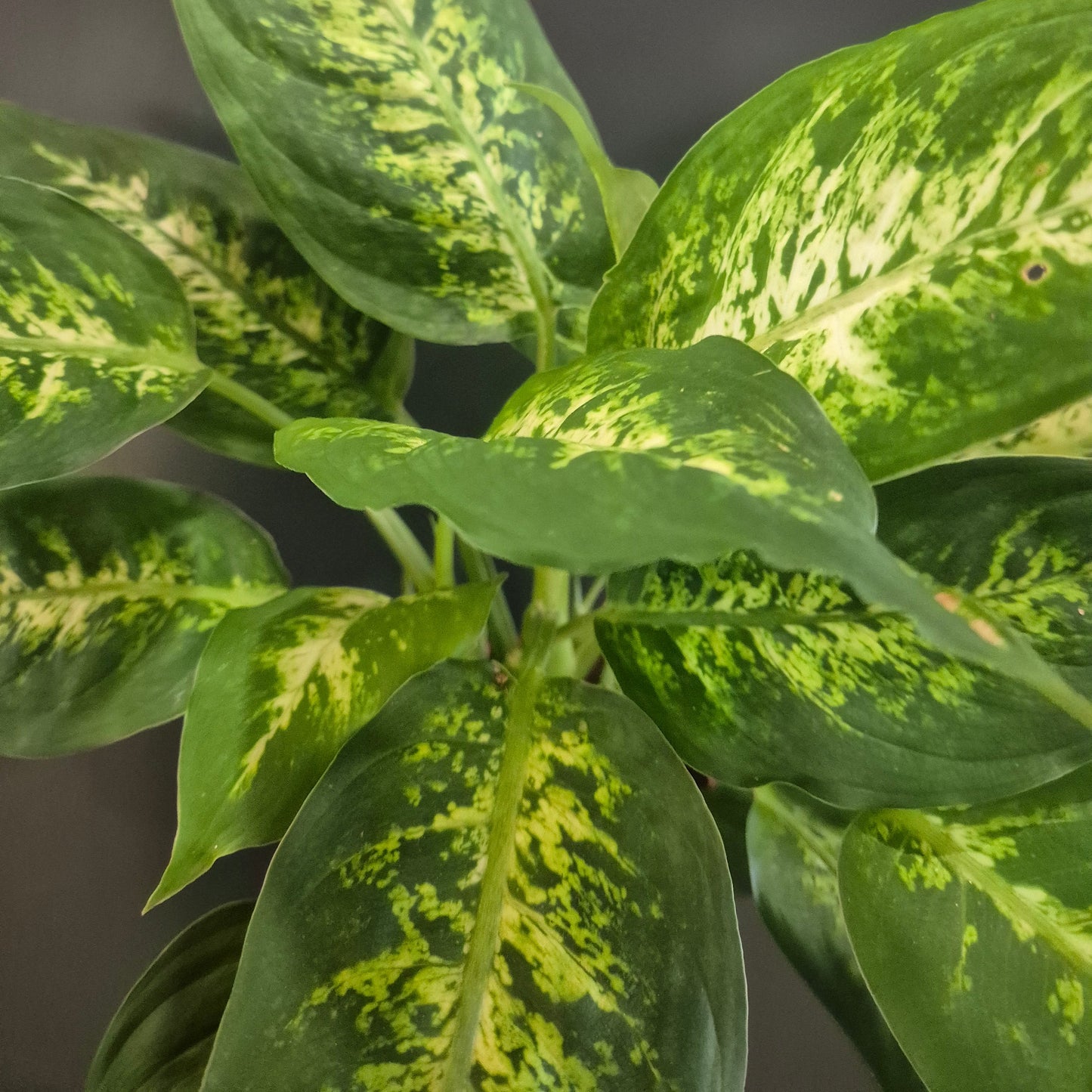 Close-up of a green and yellow patterned leaf plant against a dark background