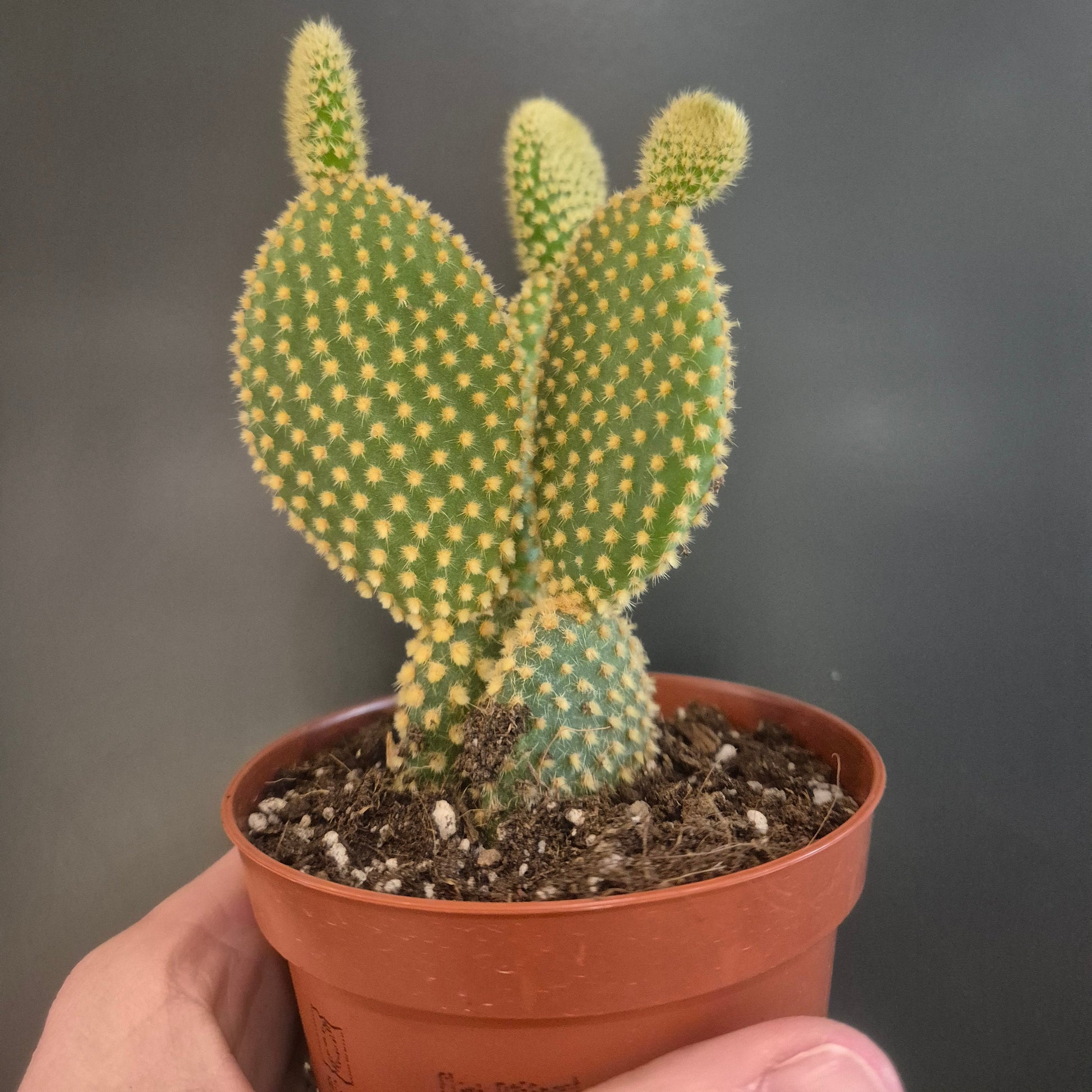 Hand holding a small potted cactus against a dark background