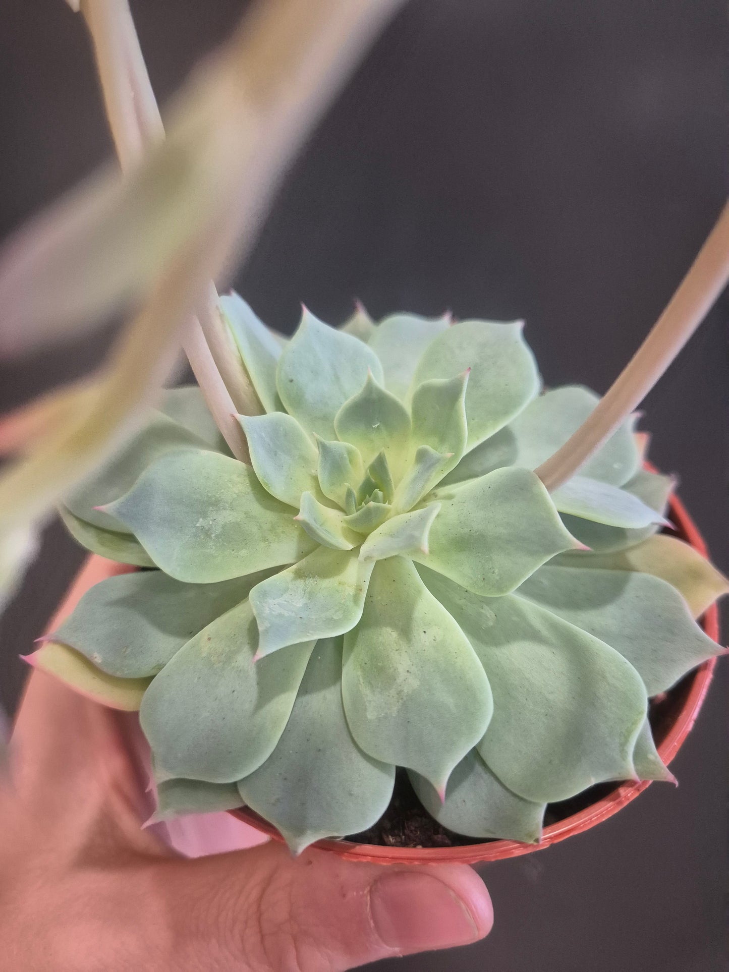 Echeveria Secunda - 8.5cm | Houseplant