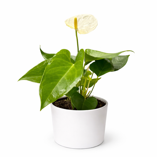 Anthurium White - Flamingo Flower - 9cm | Houseplant