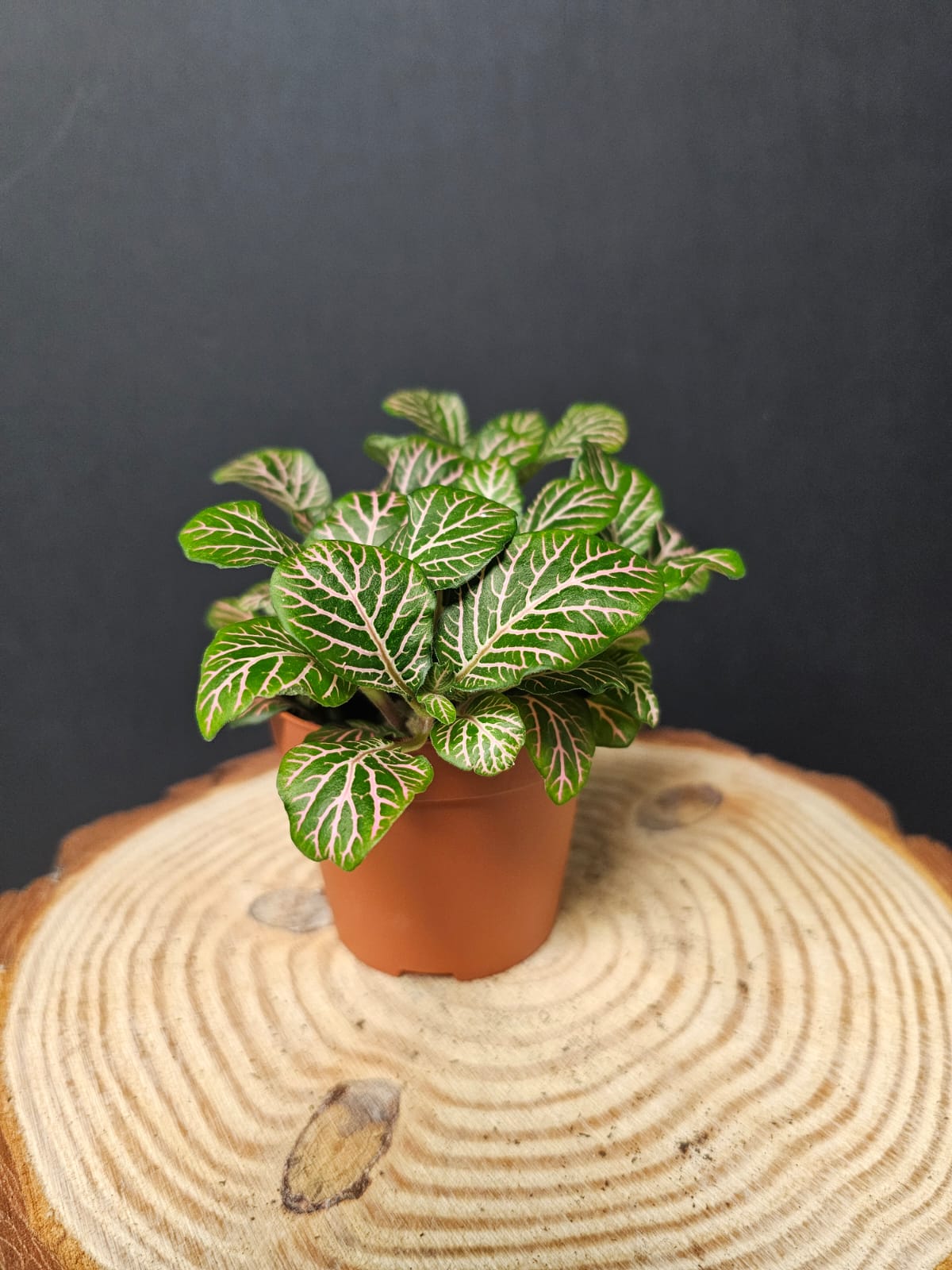 Fittonia - Nerve Plant | Houseplant