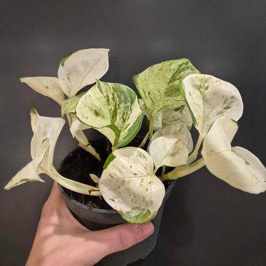 Happy Leaf Pothos - Epipremnum aureum - 12cm | Houseplant