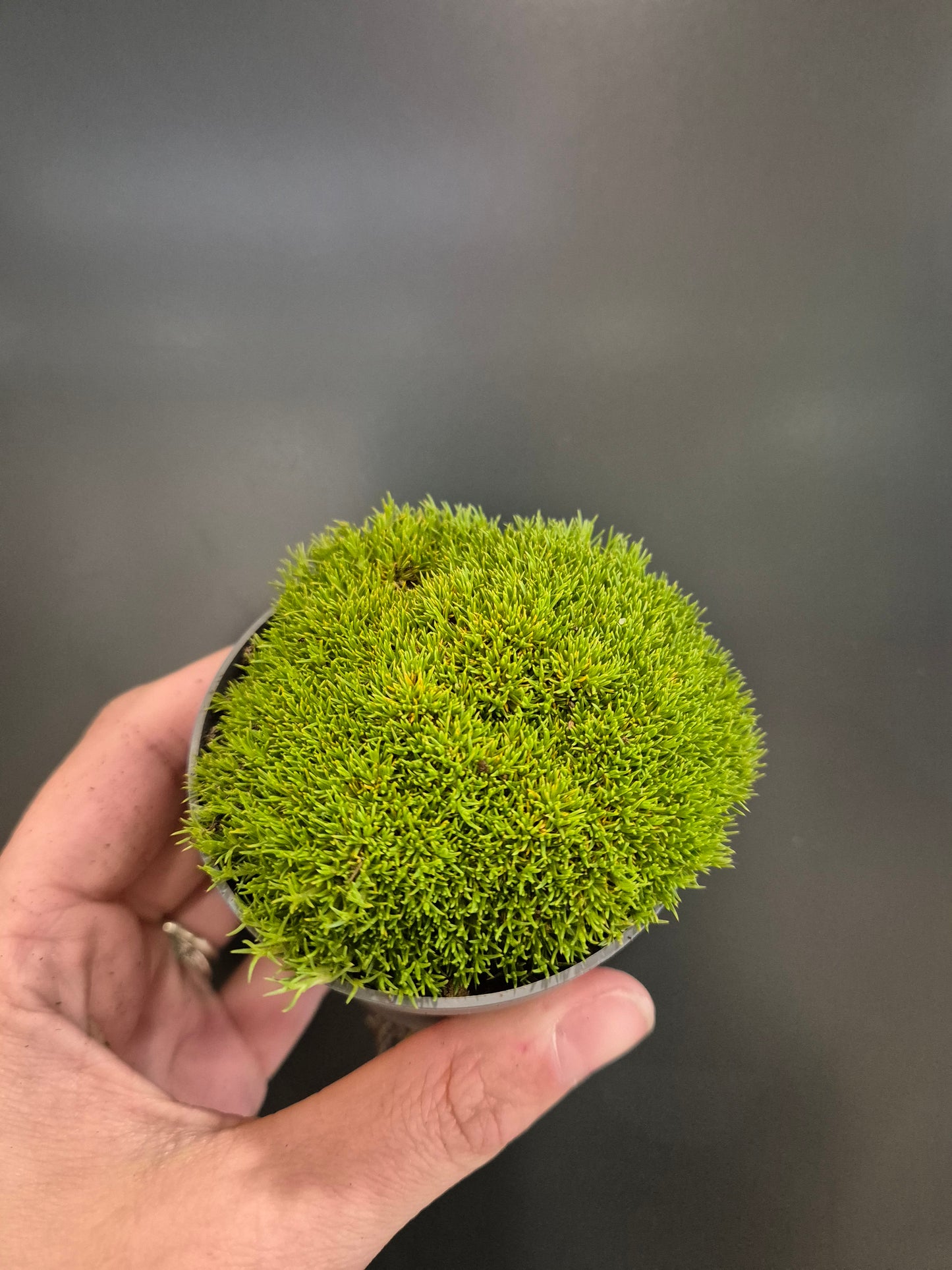 Earth Mosses | Houseplants