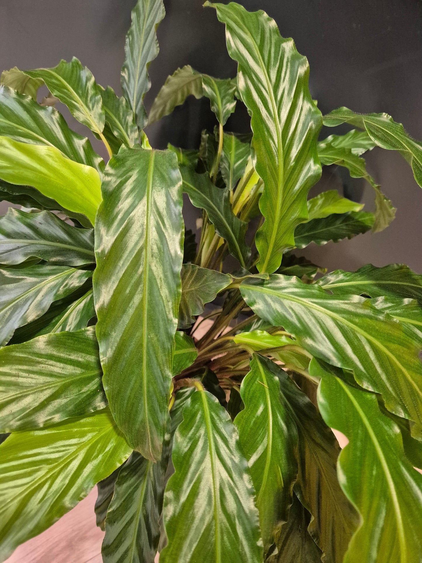Calathea Rufibarba Green Large - Prayer Plant | Houseplant