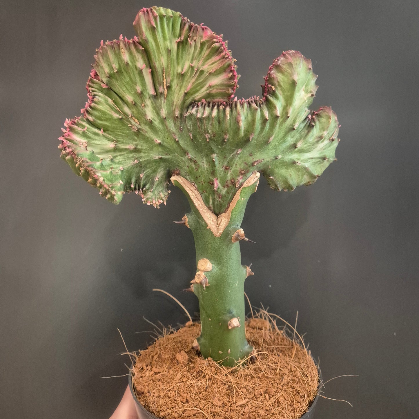Euphorbia Cristata - Coral Cactus - 12cm | Houseplant