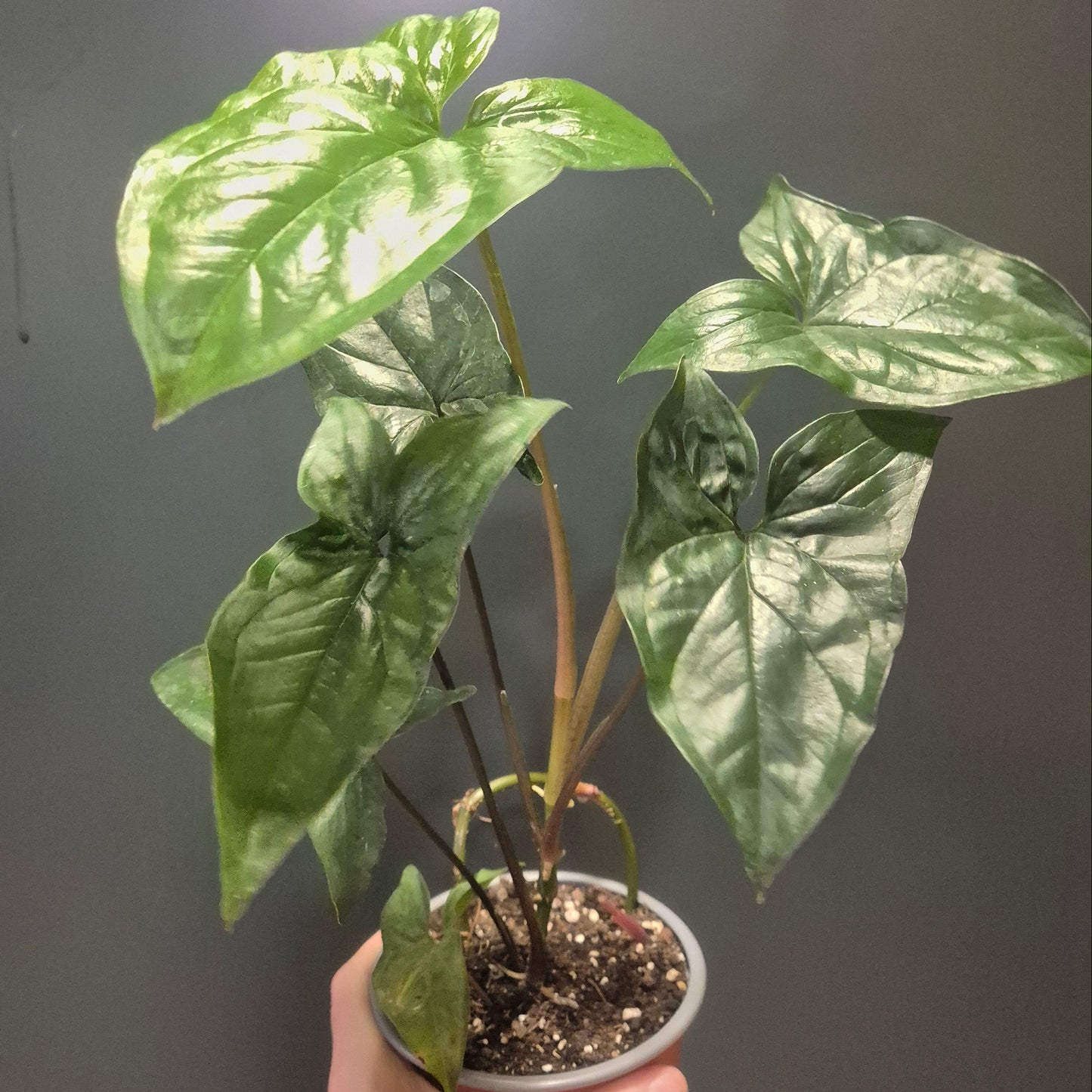 Potted plant held against a dark background