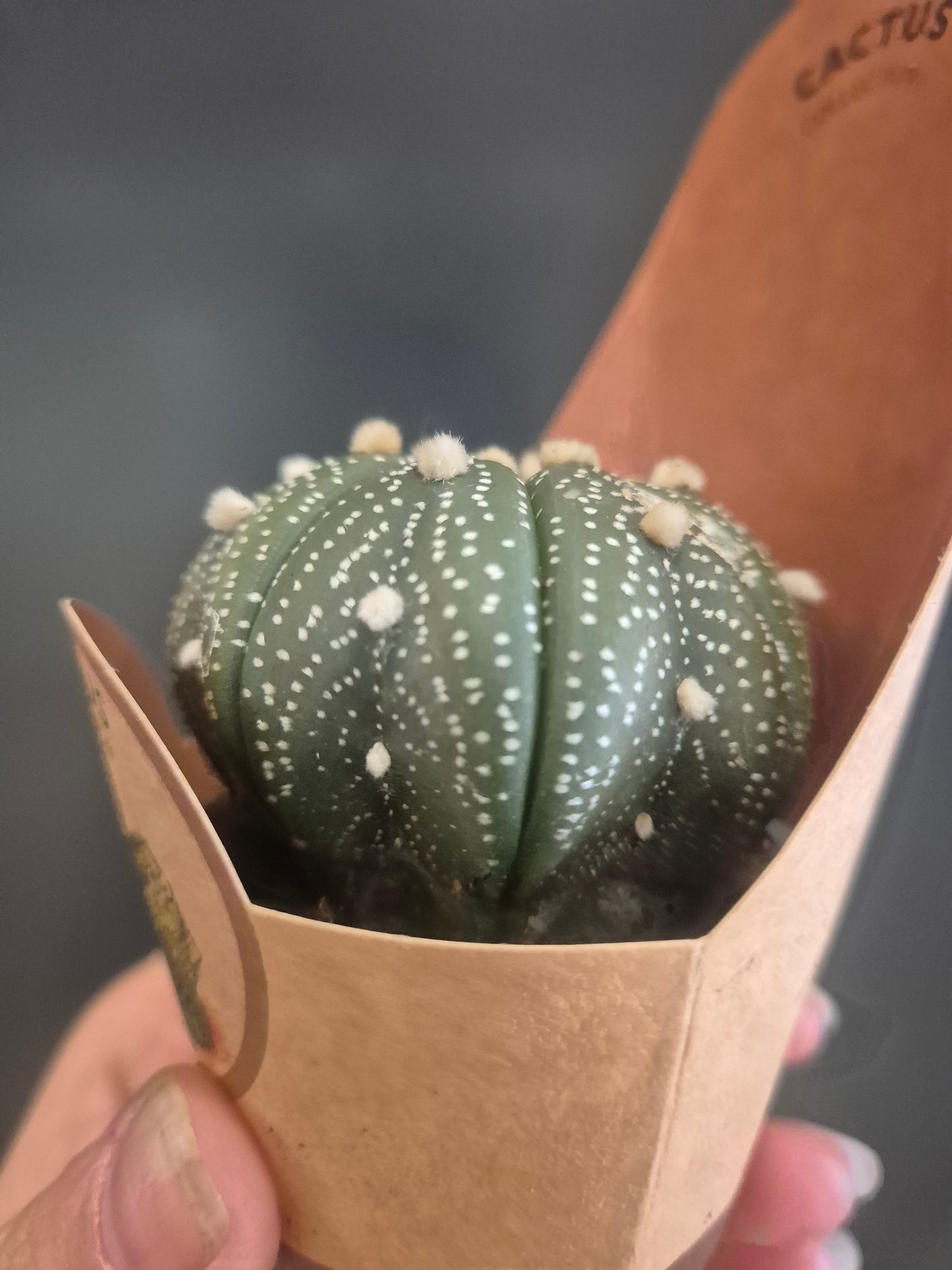 Astrophytum Ornatum Houseplant | Monk's Hood Cactus | Easy Care Cactus 6cm