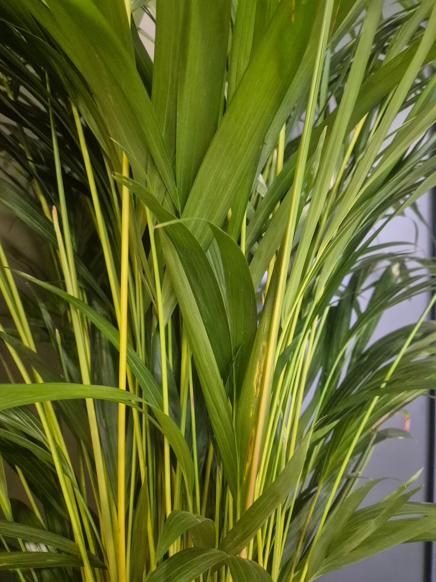 Dypsis Lutescens - Areca Palm - 24cm | Houseplant