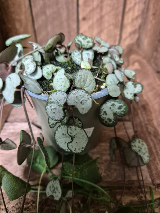 Ceropegia Woodii | String of Hearts | 9cm