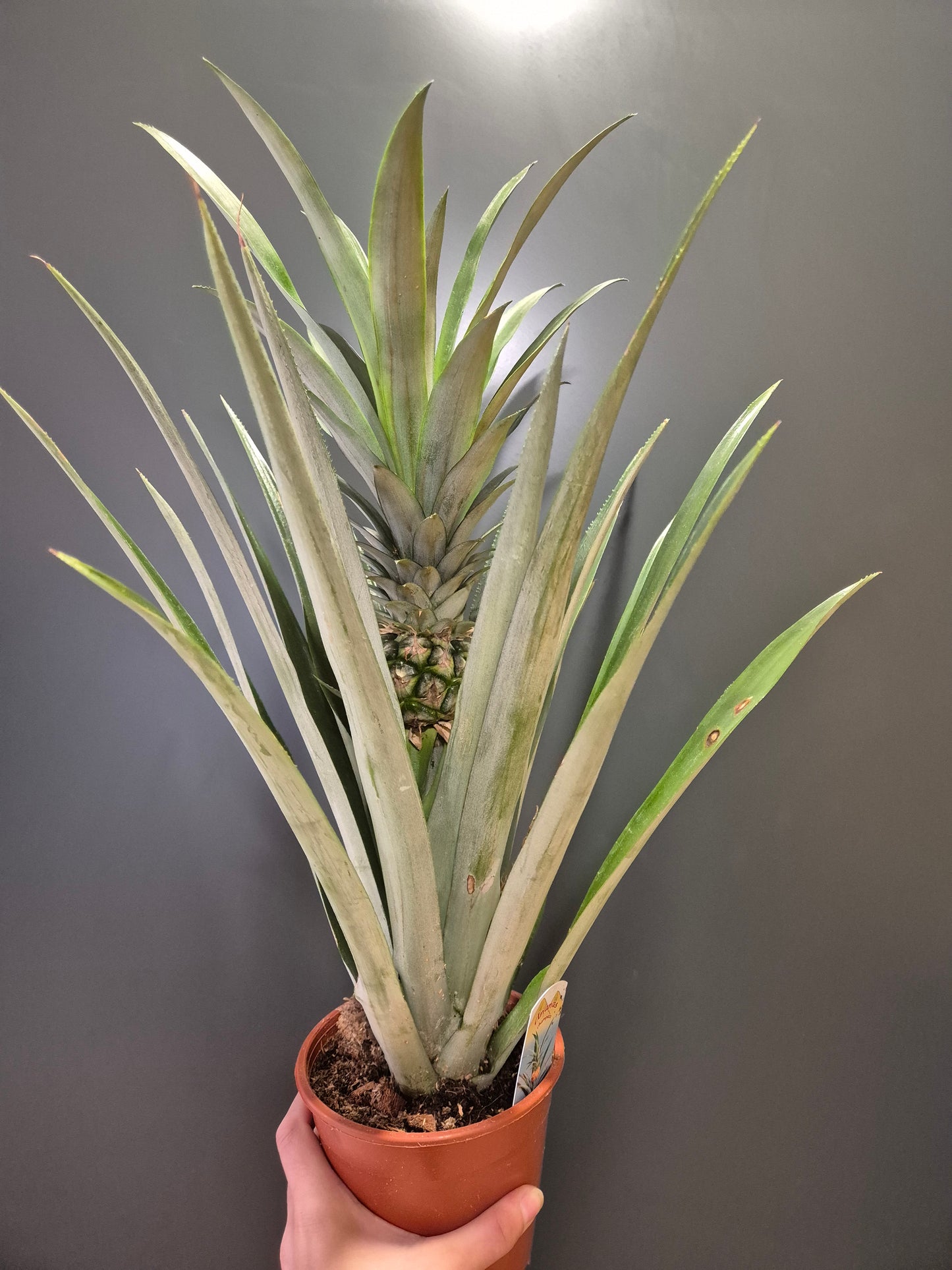 Ananas champaca - Pineapple Plant | Houseplant