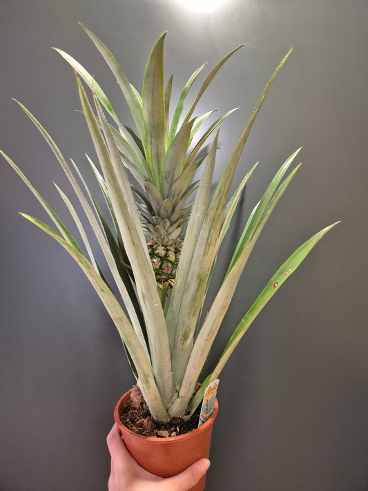 Ananas champaca - Pineapple Plant | Houseplant