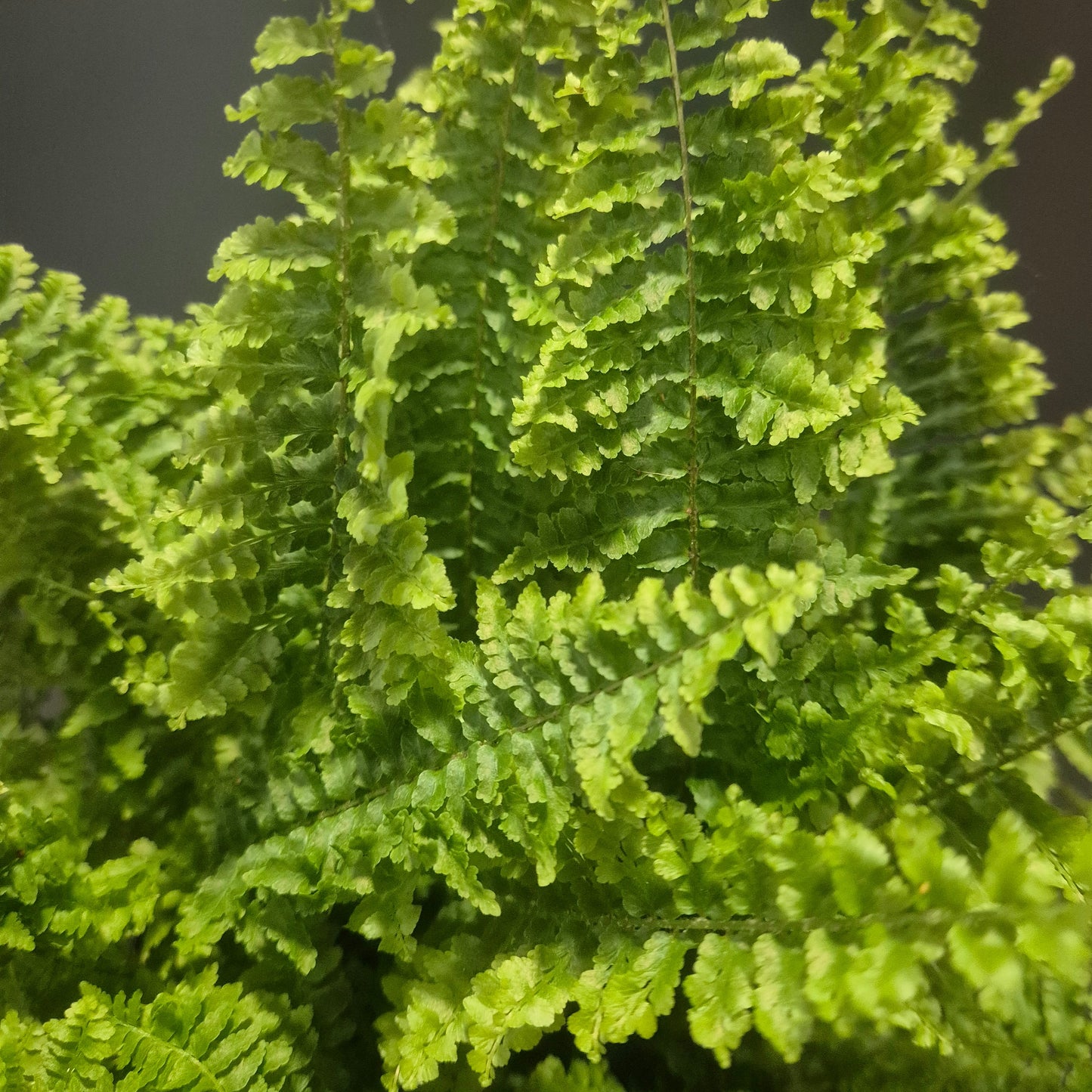 Nephrolepis - Fluffy Ruffles - 17cm | Houseplant