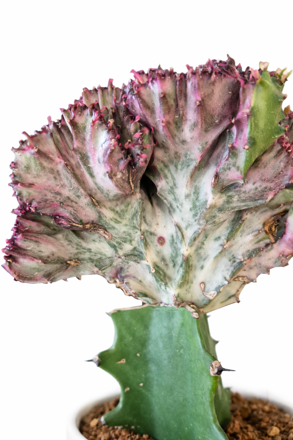 Euphorbia Cristata - Coral Cactus - 12cm | Houseplant