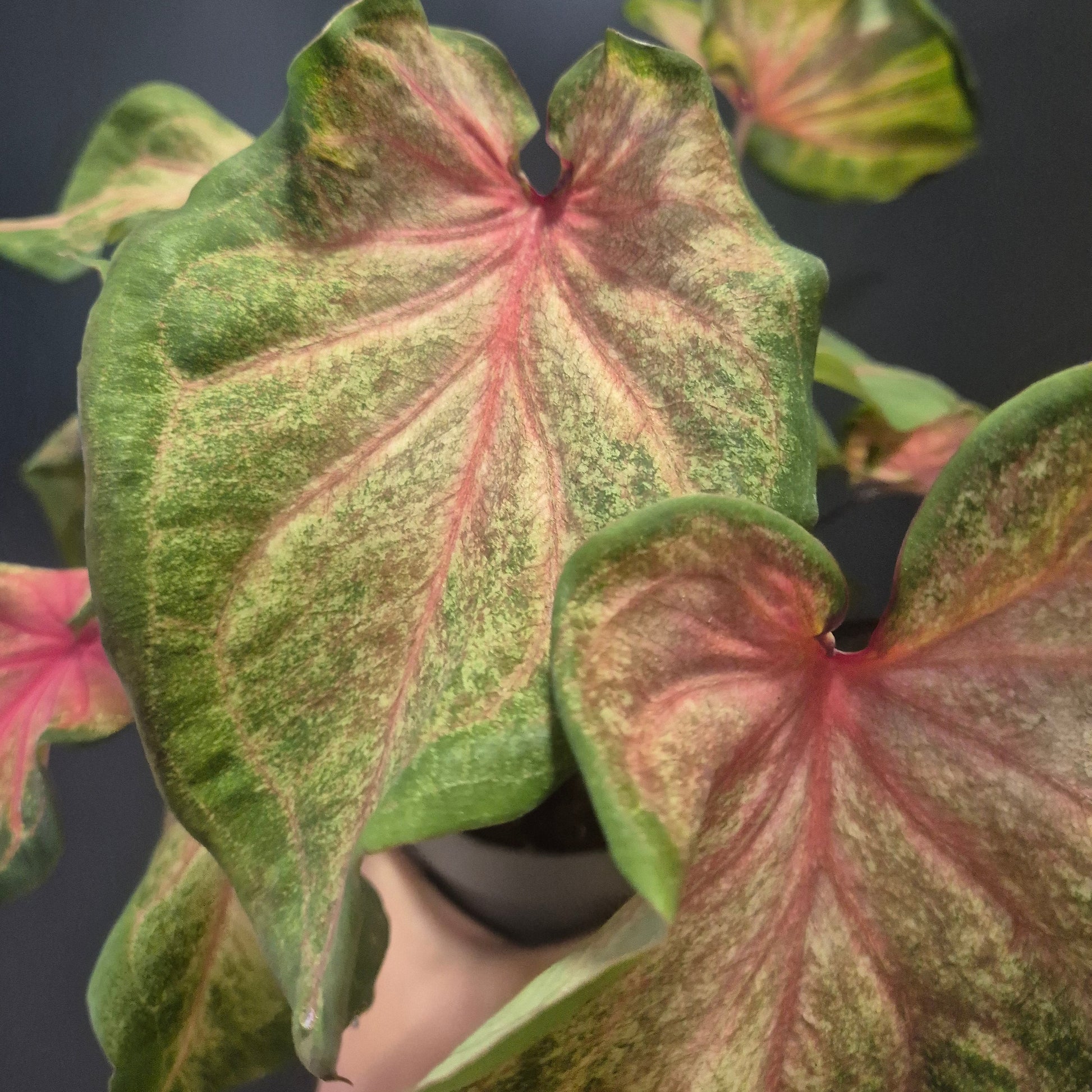 Close-up of a plant with green and pink leaves on a dark background
