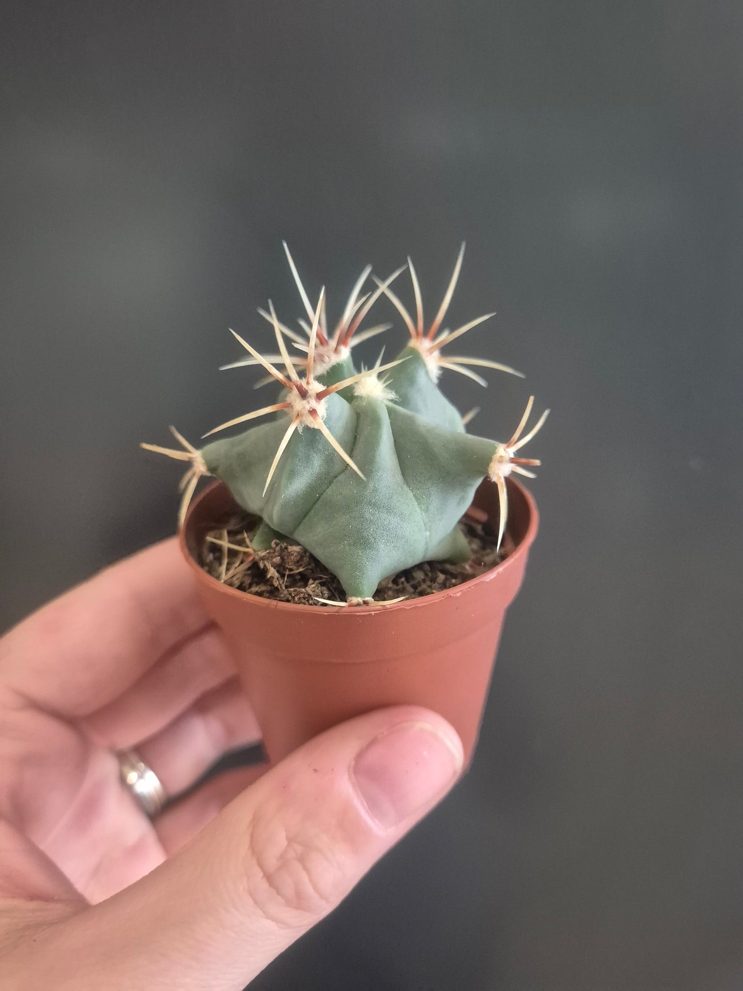 Ferocactus Histrix - Barrel Cactus - 5.5cm | Houseplant