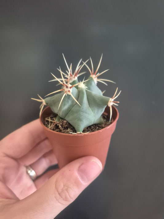 Ferocactus Histrix - Barrel Cactus - 5.5cm | Houseplant