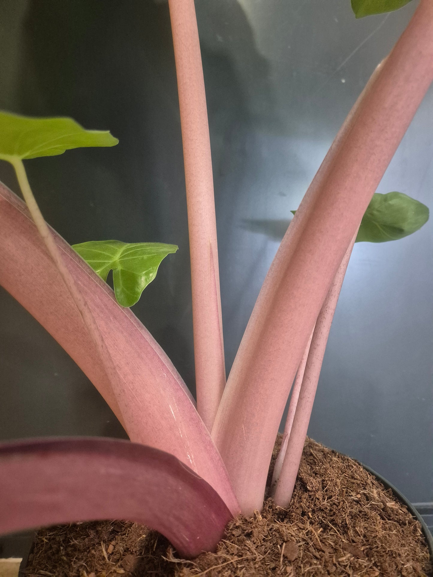 Alocasia Imperial Red Houseplant | Large Tropical Statement Plant 24cm