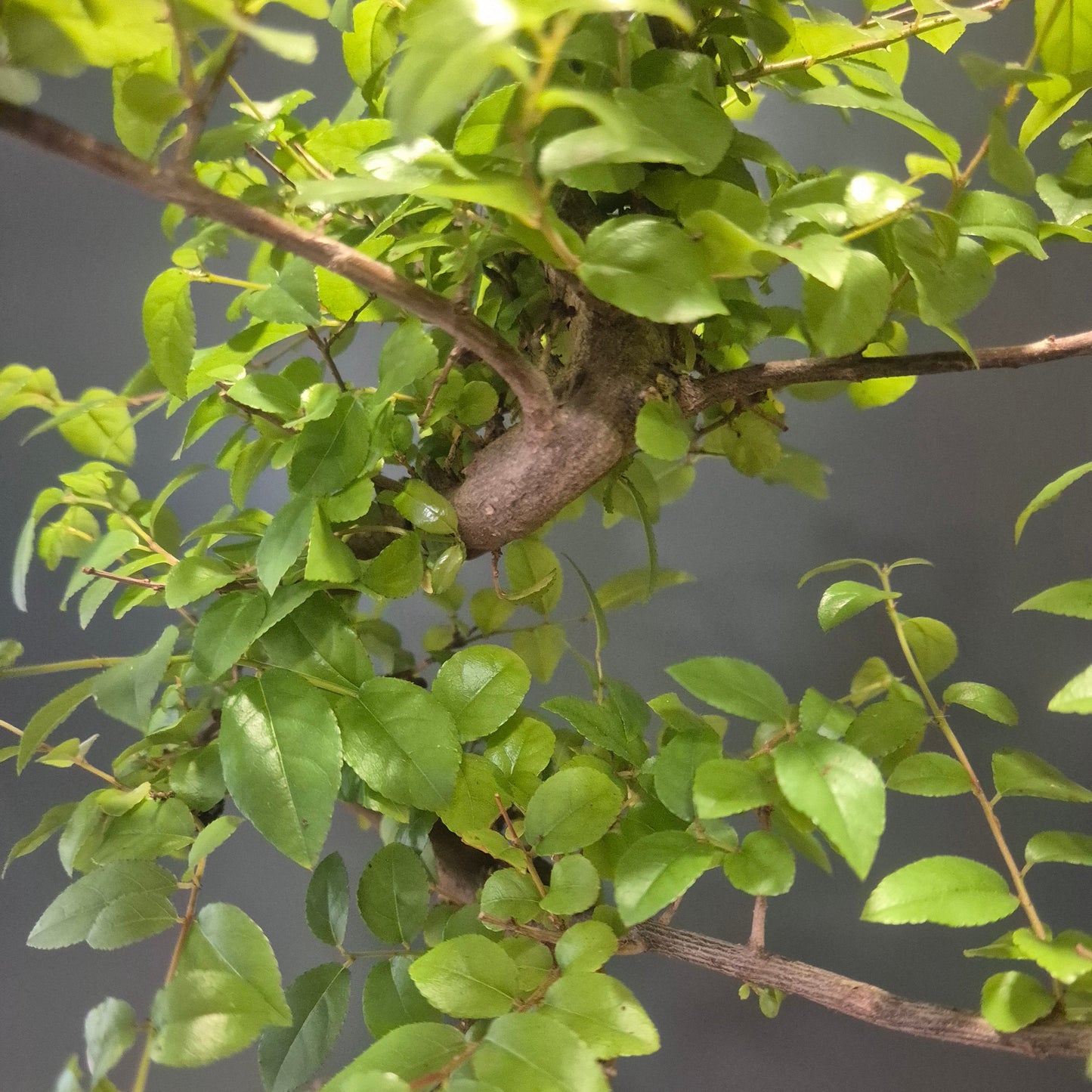 Bonsai Sageretia - Chinese Sweet Plum - 17cm | Houseplant