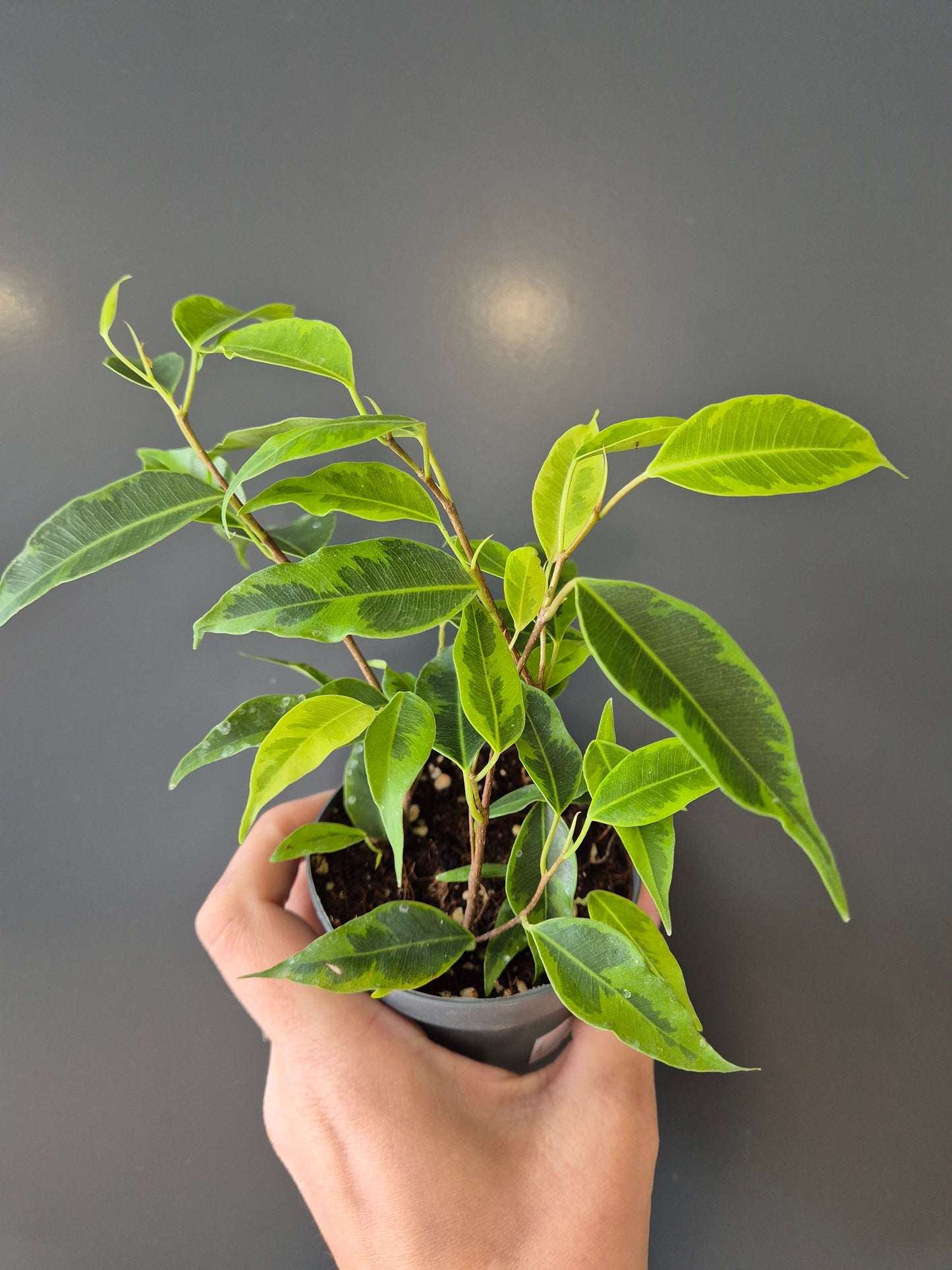 Variegated Ficus - Weeping Fig - Mini Houseplant