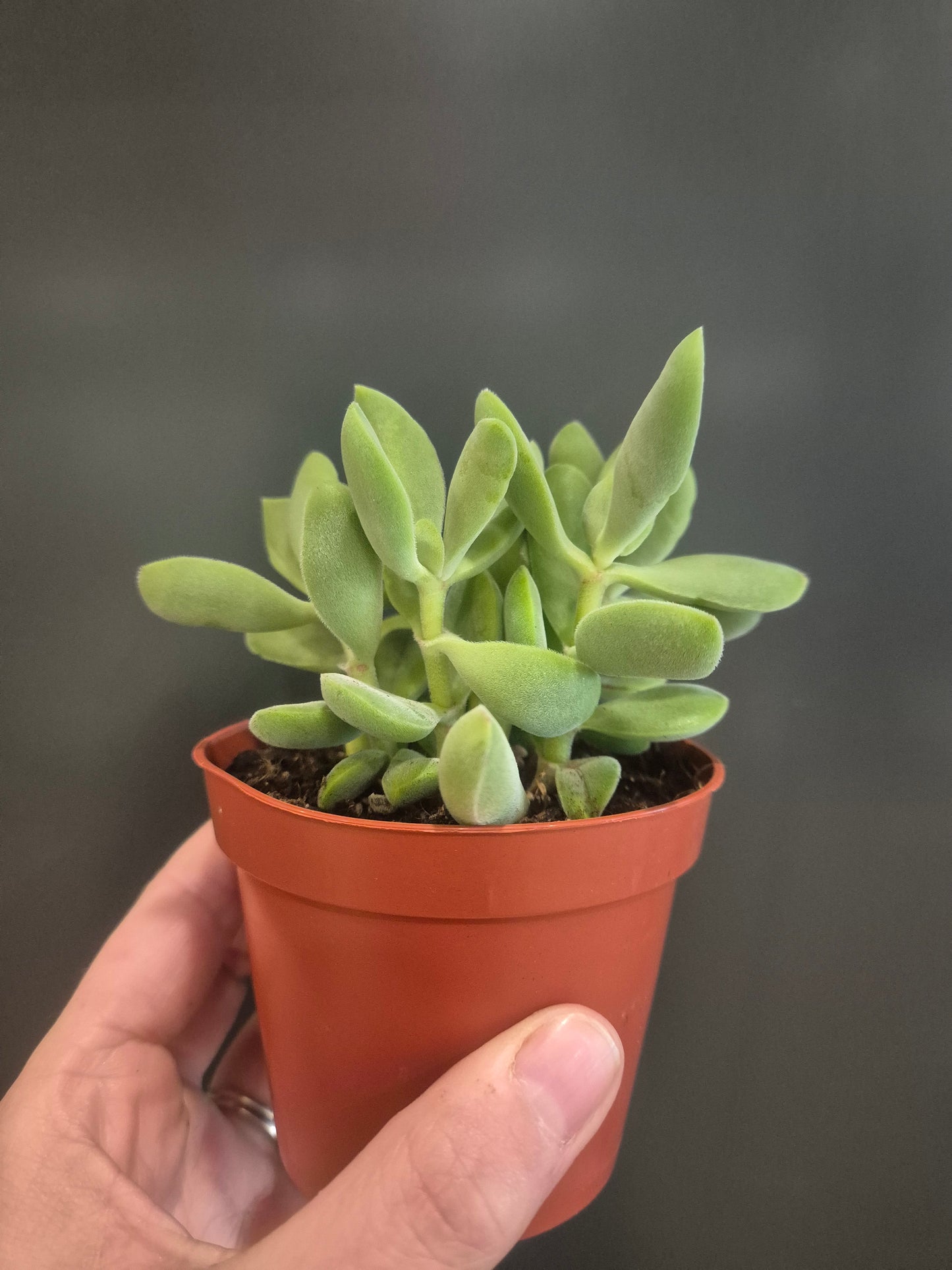 Crassula cephalophora - Mini Propeller Plant - 8.5cm | Houseplant