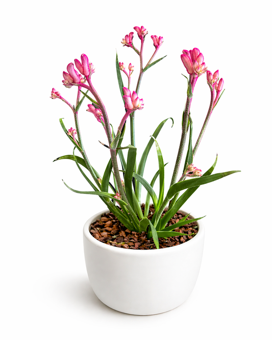 Anigozanthos - Kangaroo Paws - 12cm | Houseplant