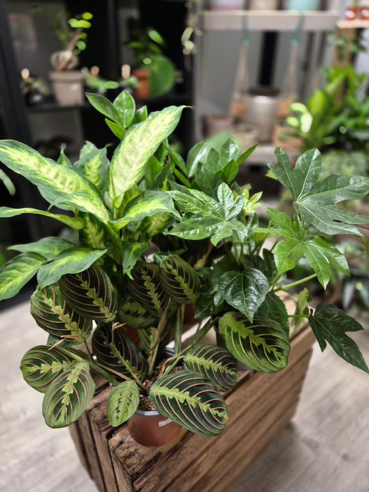 Houseplant Pack with 4 plants