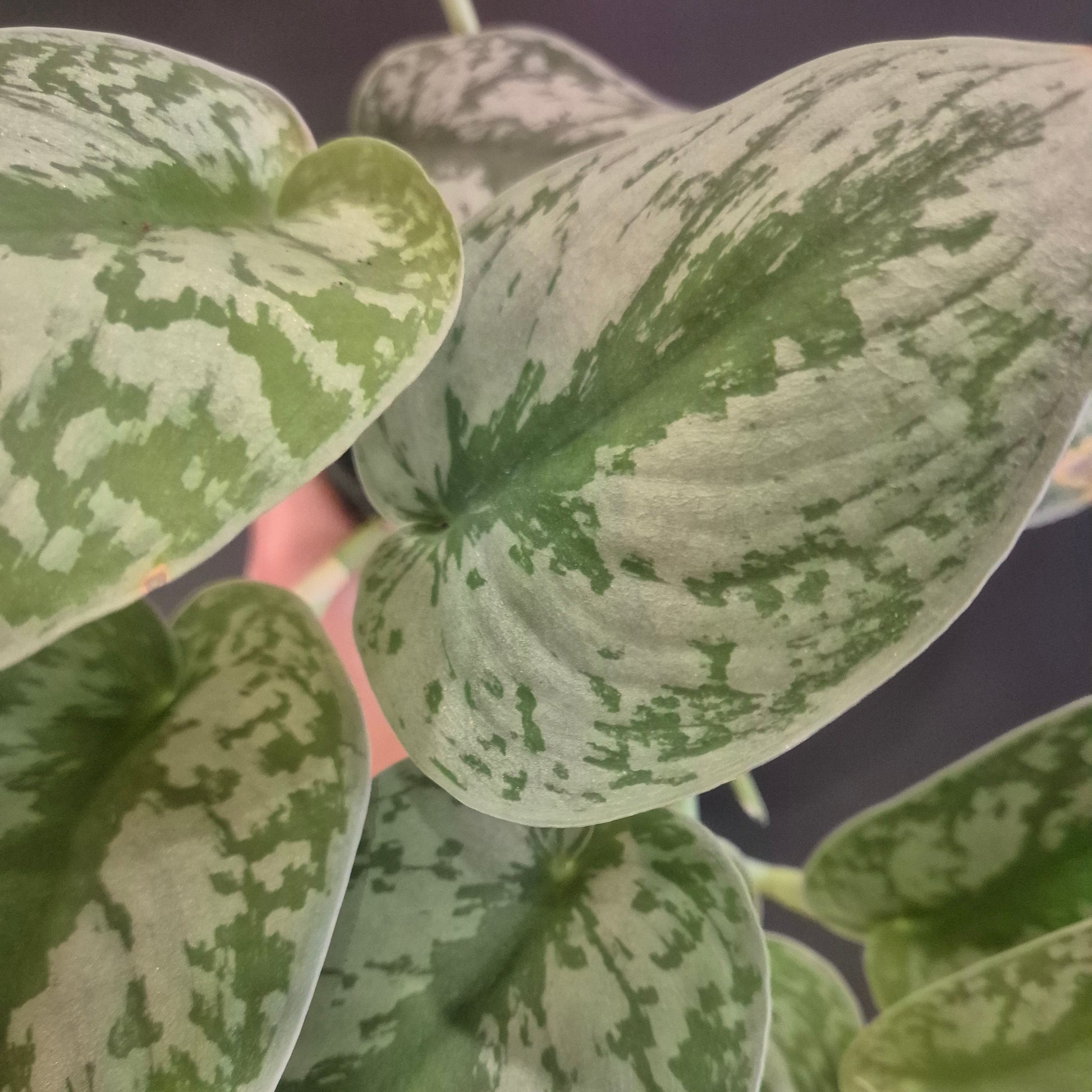 Close-up of a green and white patterned leafy plant against a dark background