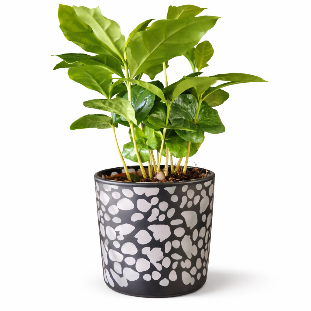 Arabica Coffee Plant and Pot - 9.5cm | Houseplant