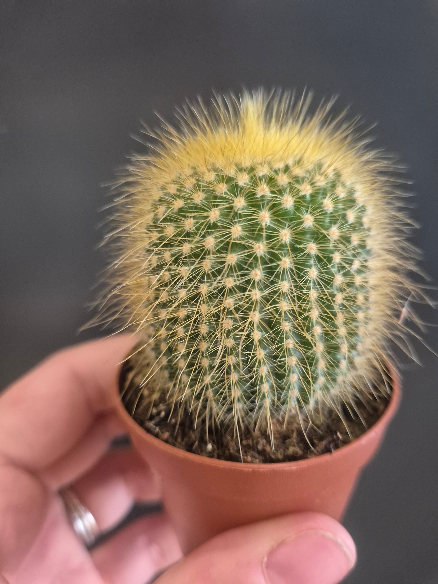 Golden Ball Cactus  - Parodia leninghausii - 5.5cm | Houseplant