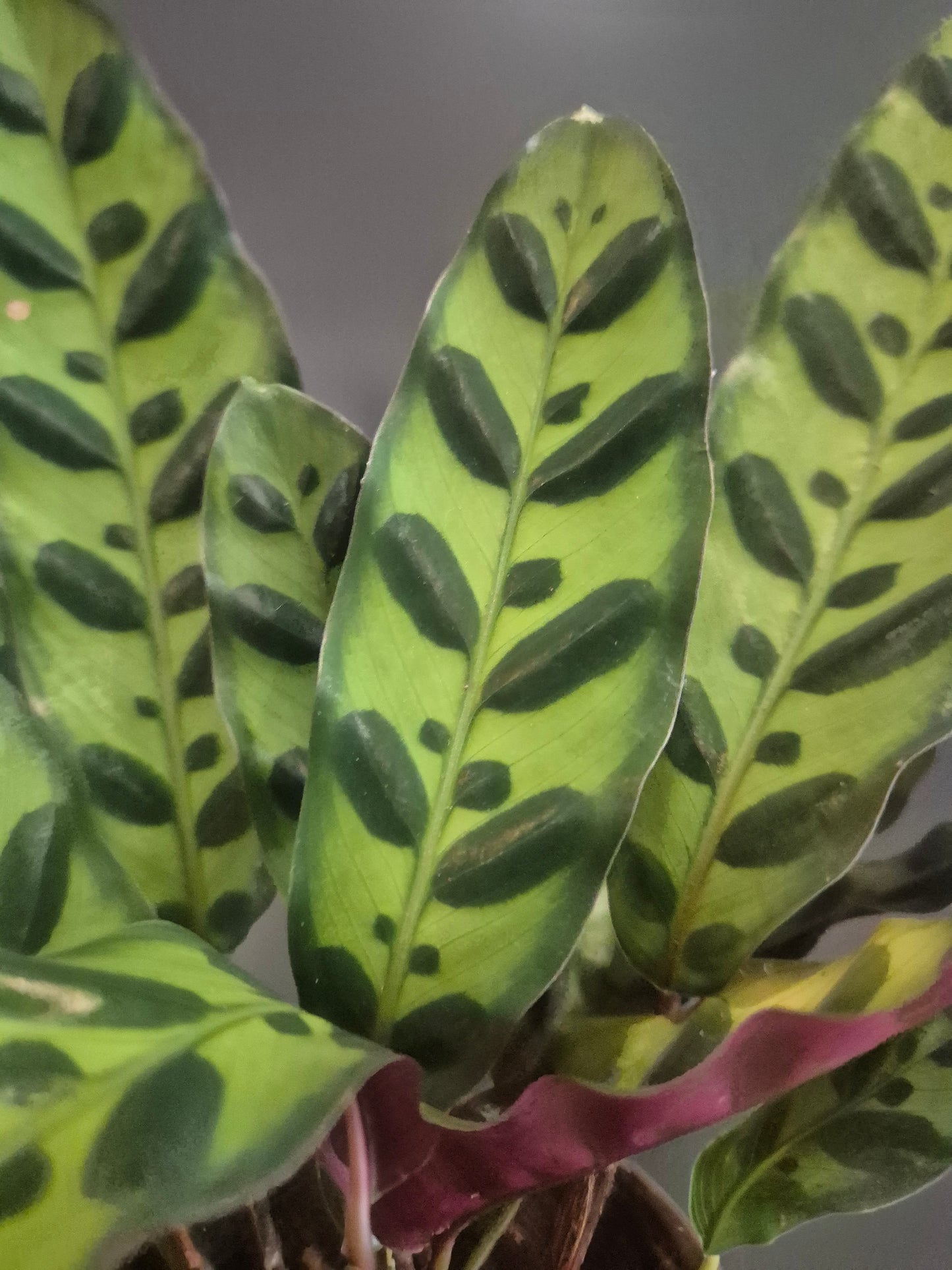 Calathea Lancifolia - Rattlesnake | 11cm pot | Houseplant