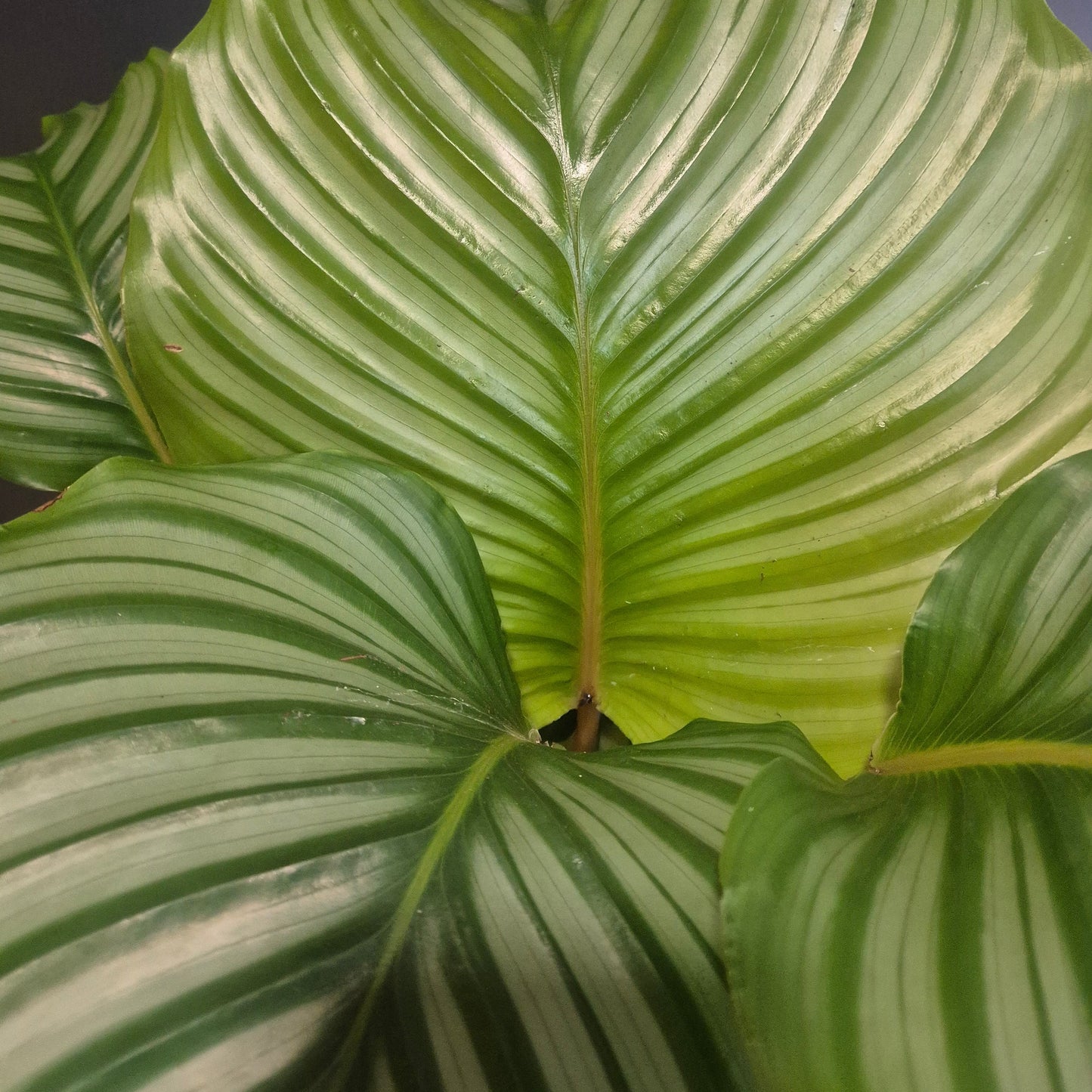 Calathea Orbifolia - Prayer Plant - 17cm | Houseplant