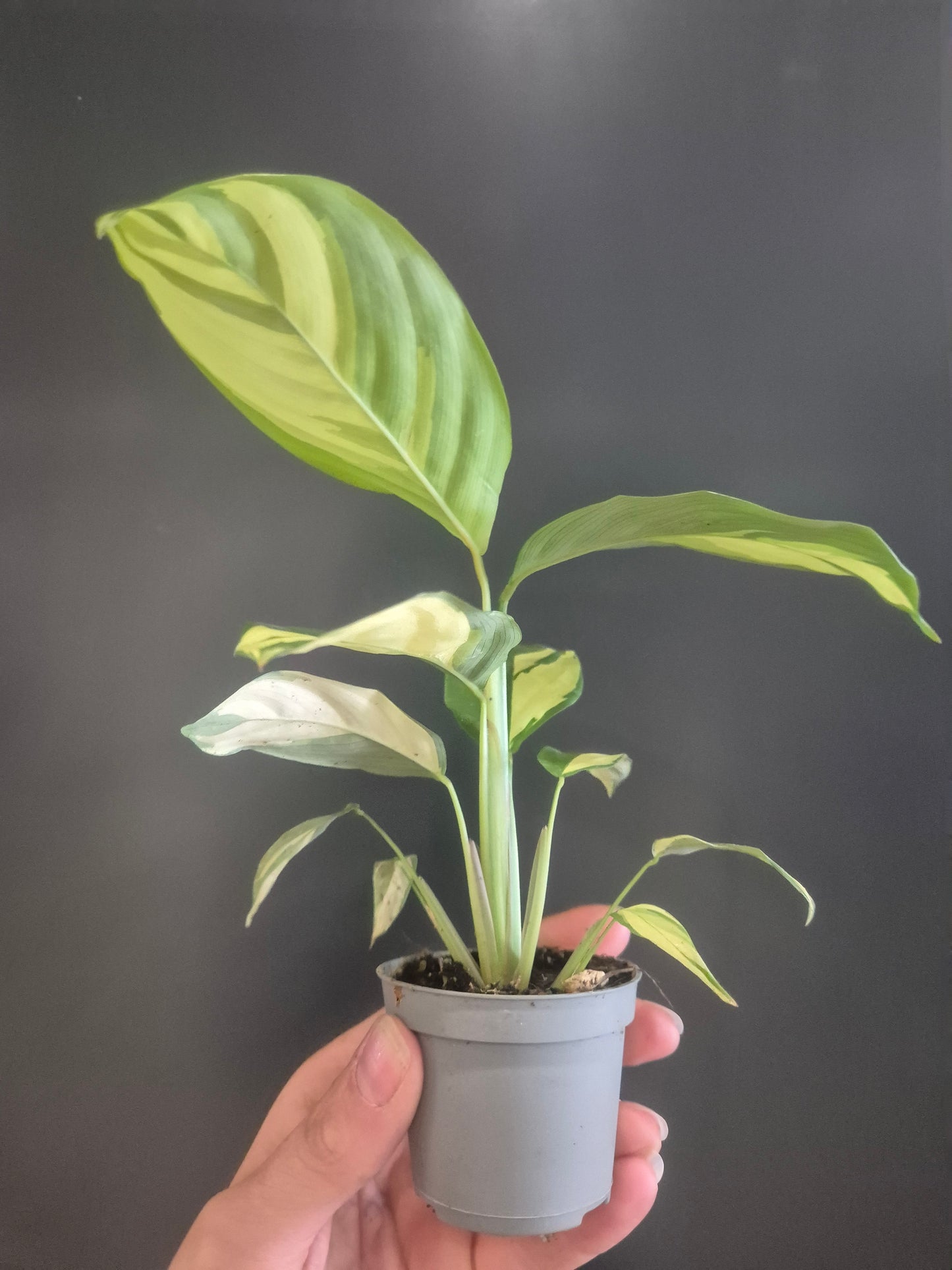 Ctenanthe Lubbersiana - Golden Mosaic - Prayer Plant - 6cm | Houseplant
